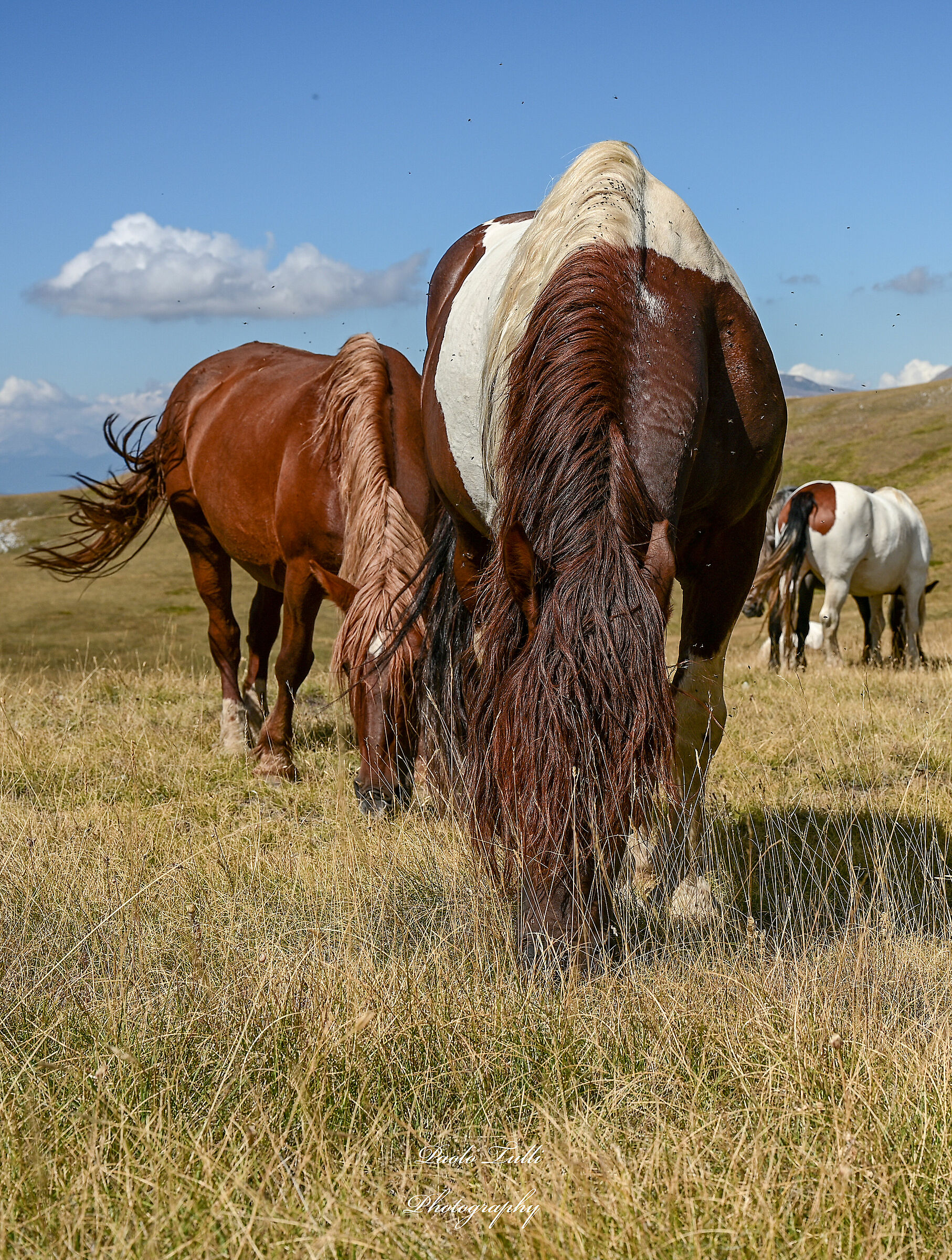 Horses grazing at Emperor's Field