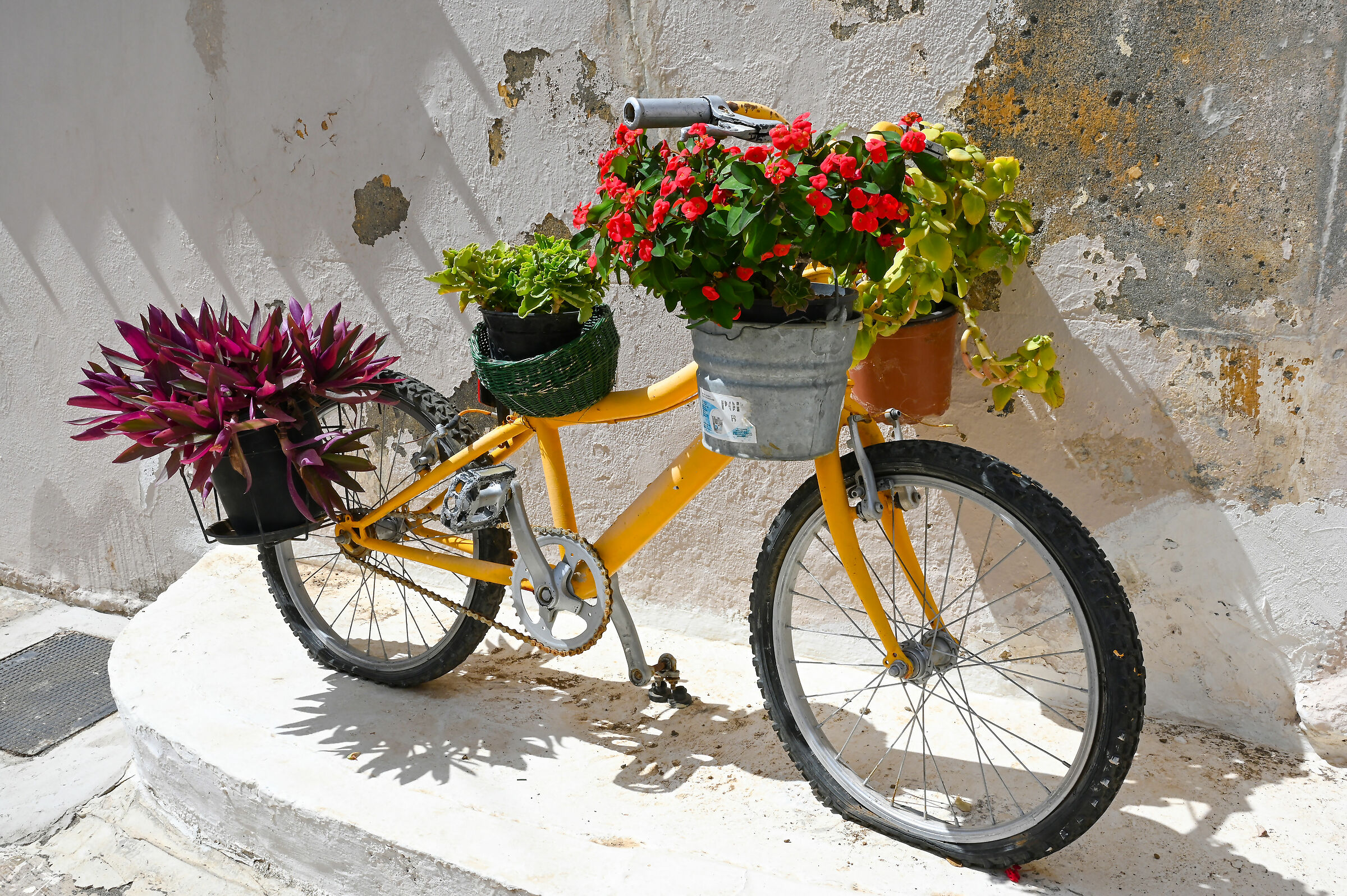 "Bellezze" in bicicletta