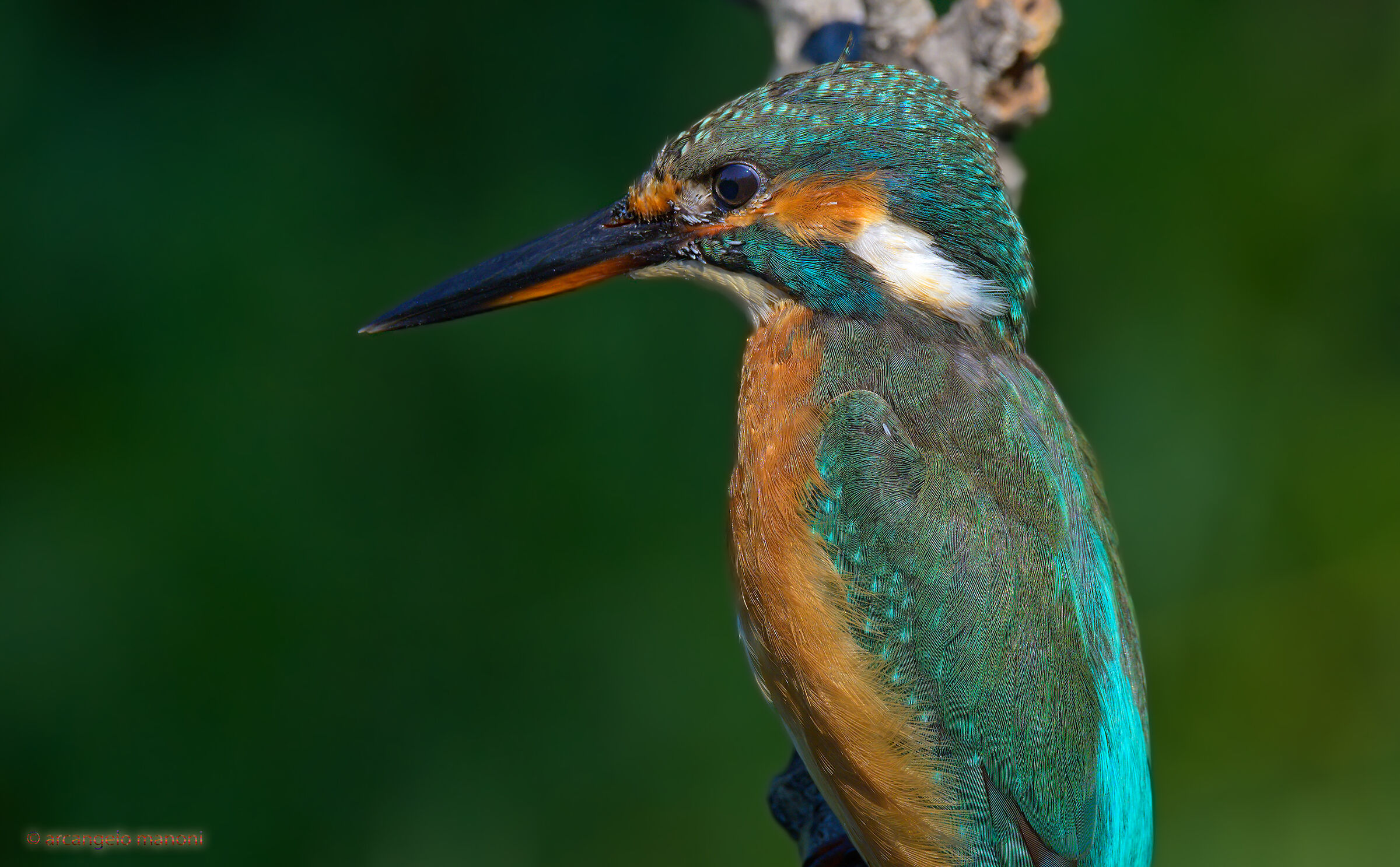 Close-up to the martina