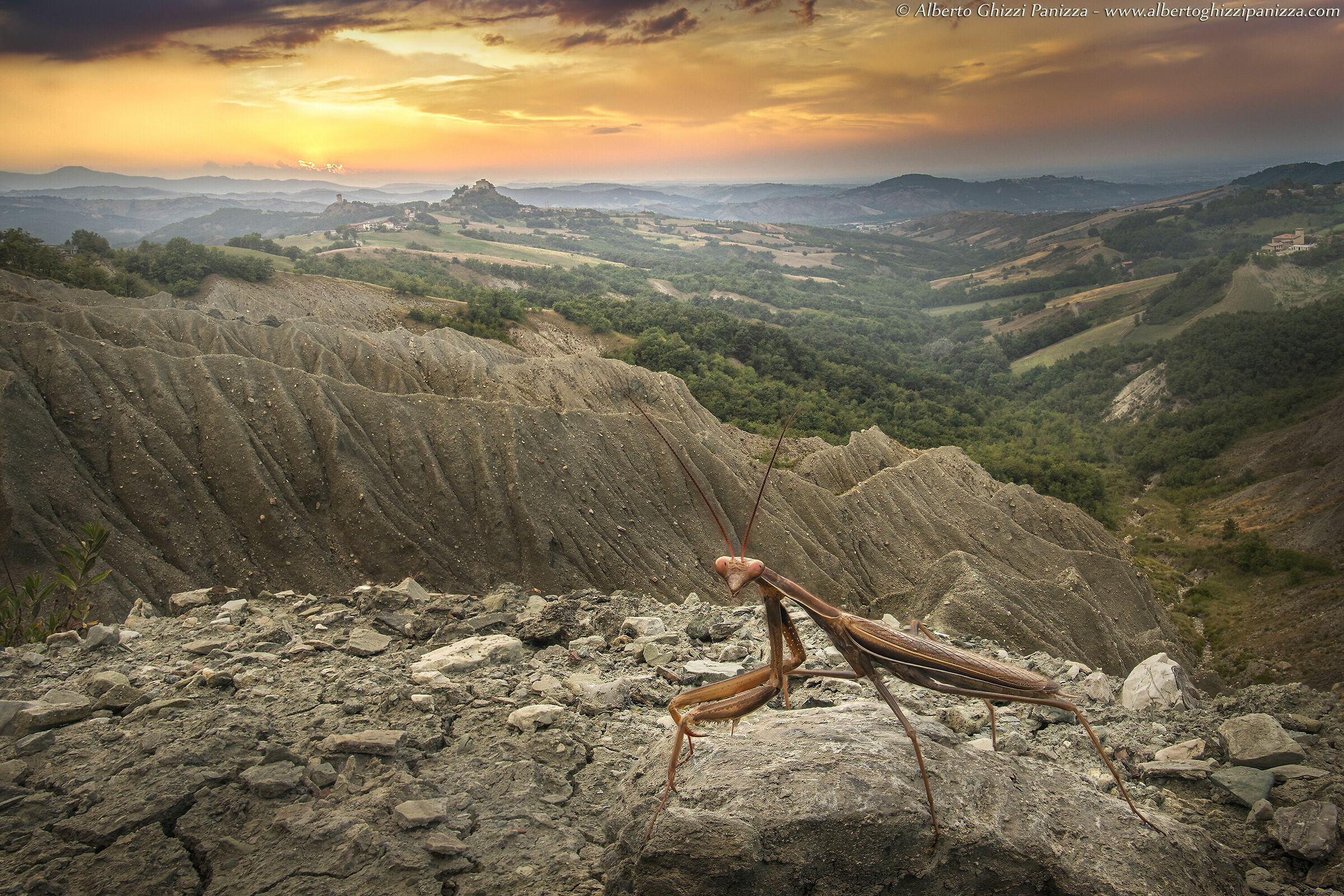 Una mantide tra i calanchi