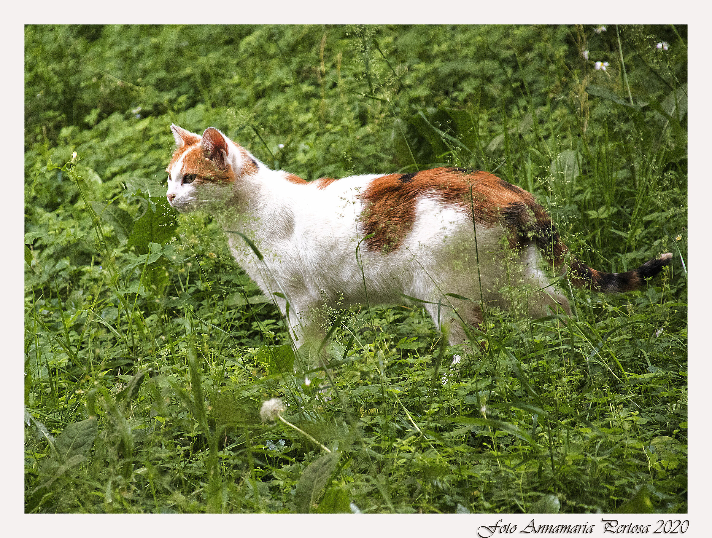 Peppino, il gatto del mio giardino