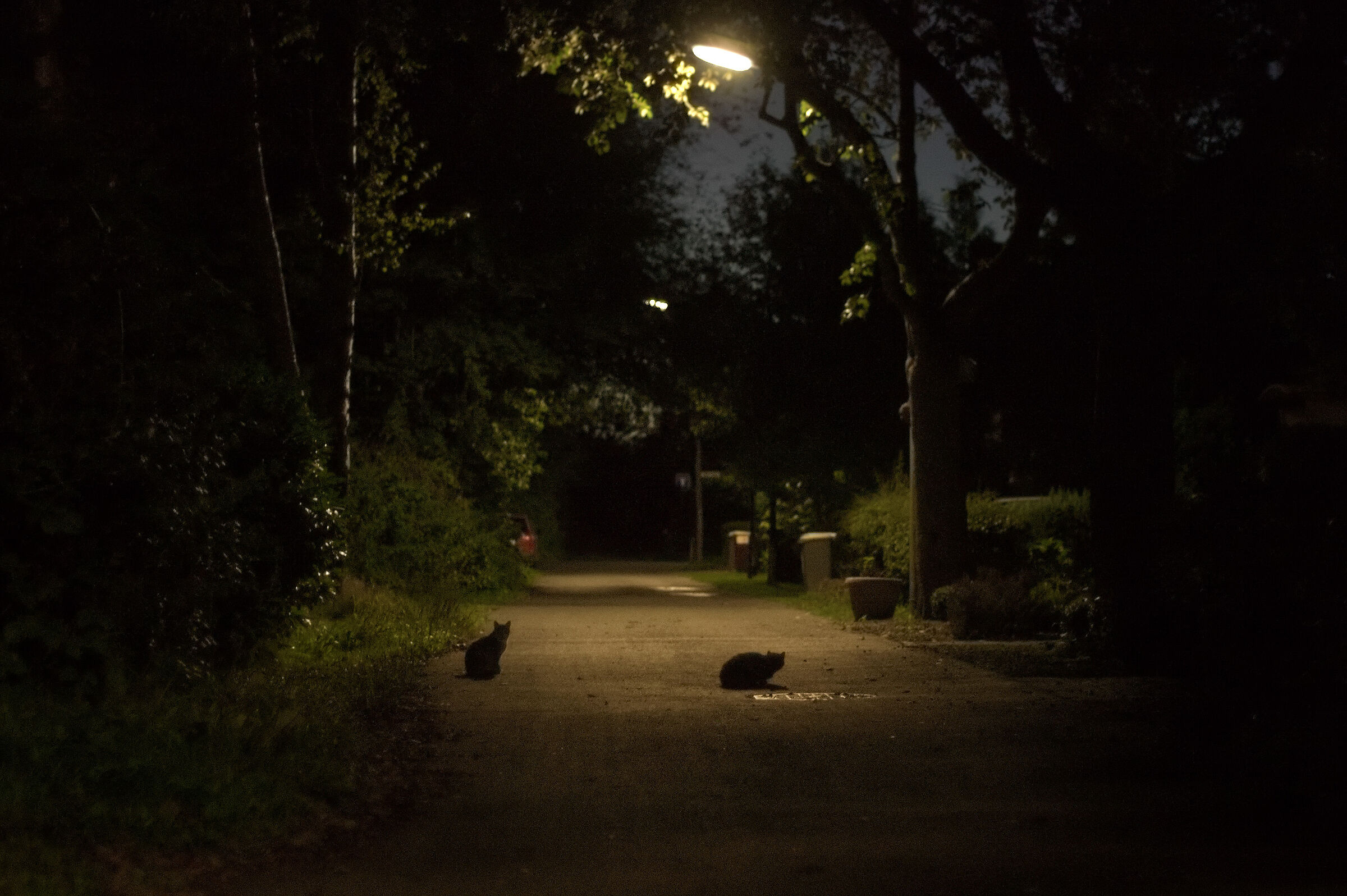 The evening, la sera