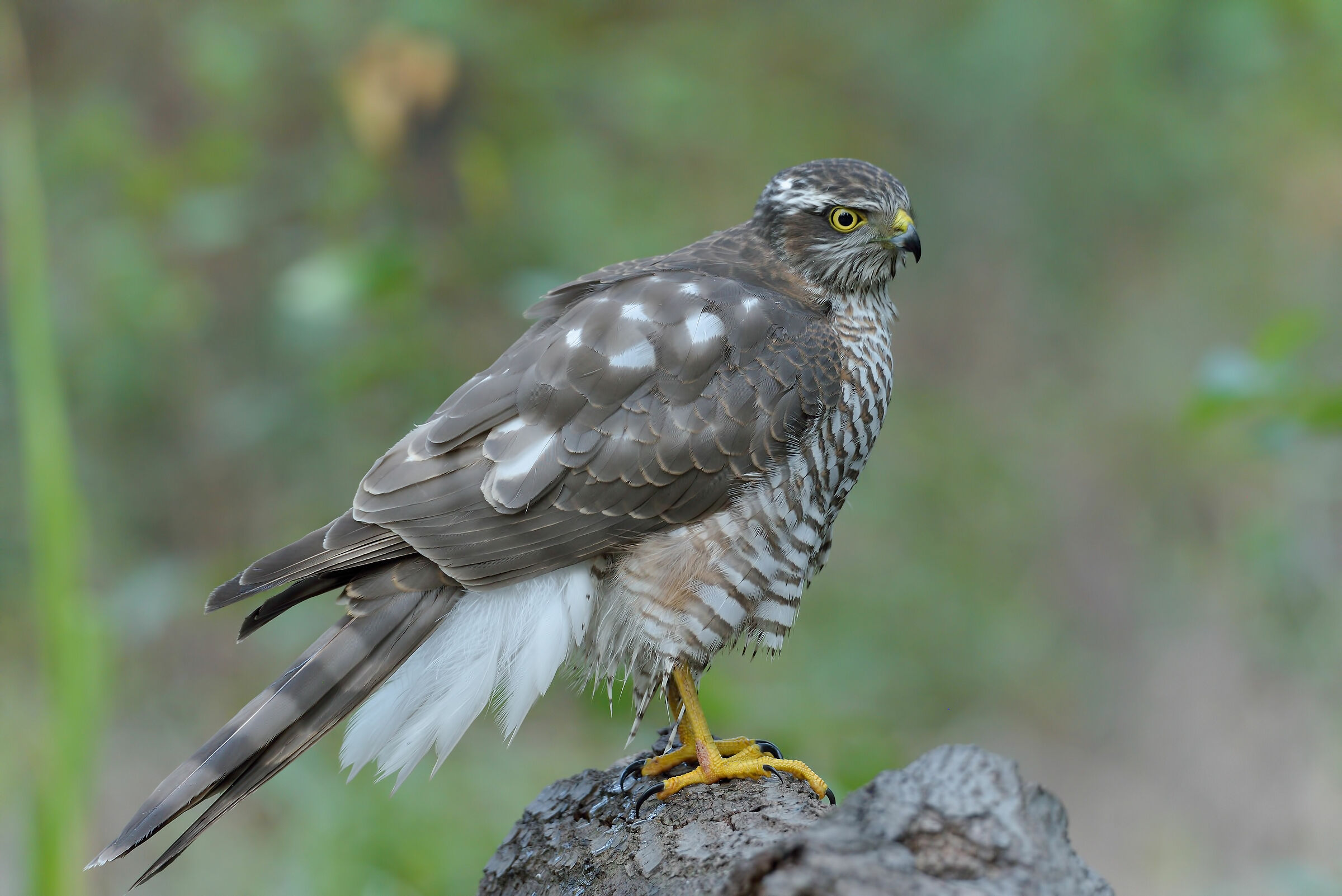 Accipiter nisus