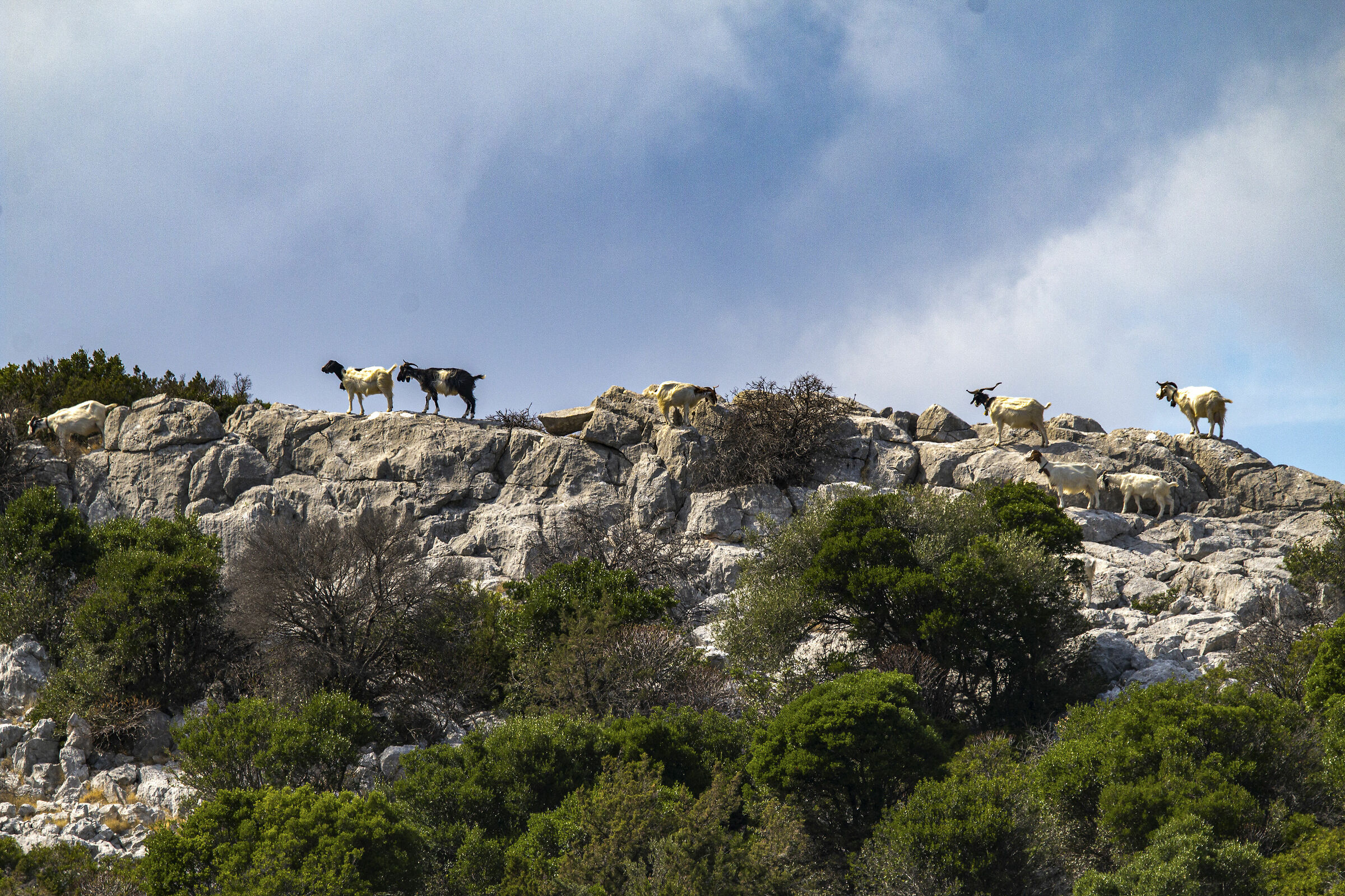 Carpets don't do hello