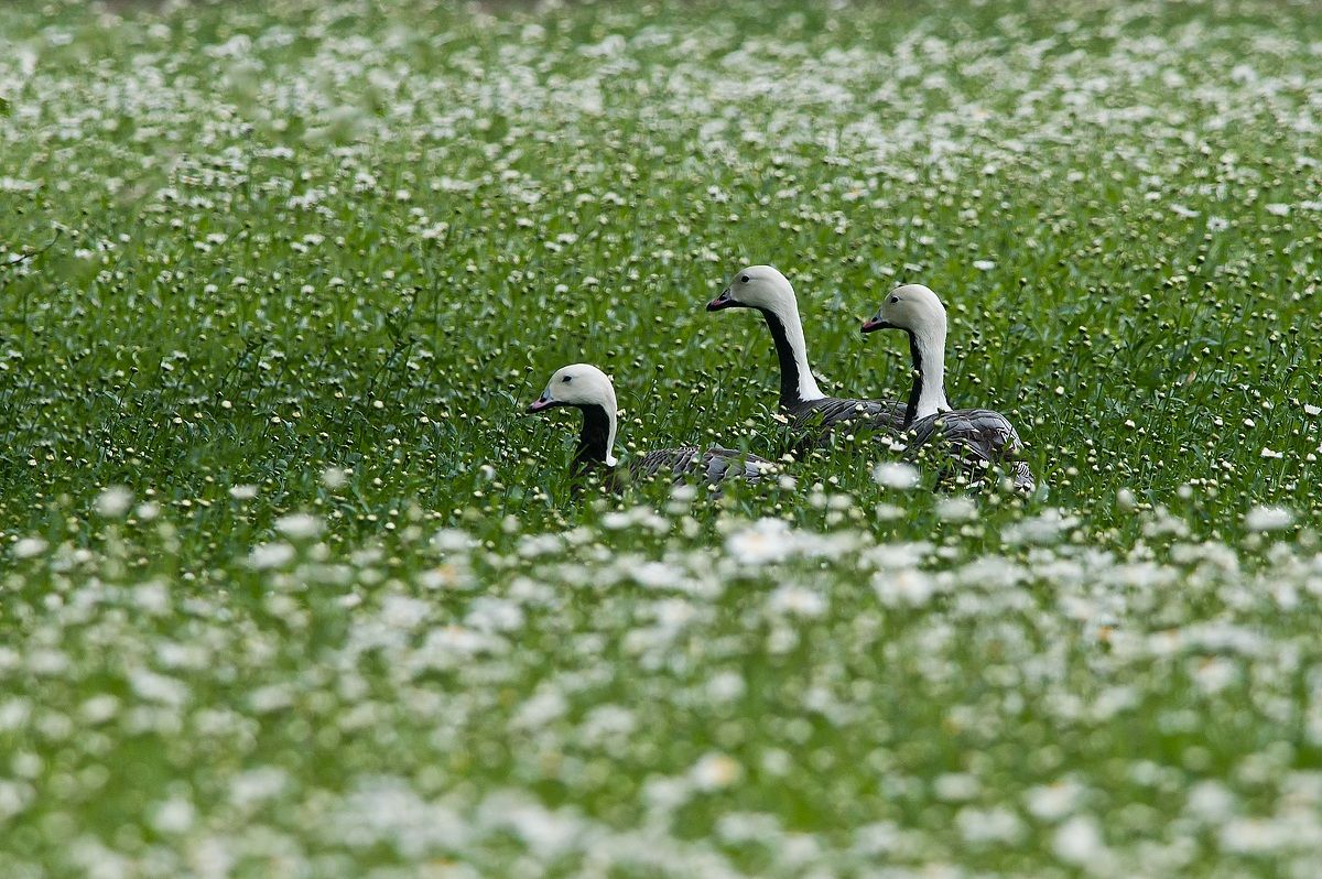 Centro Cicogne Racconigi