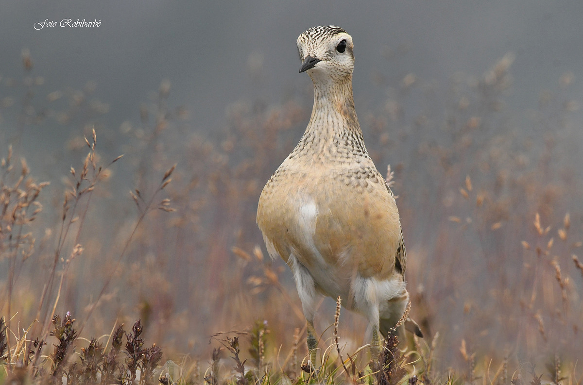Il Piviere ...di petto...