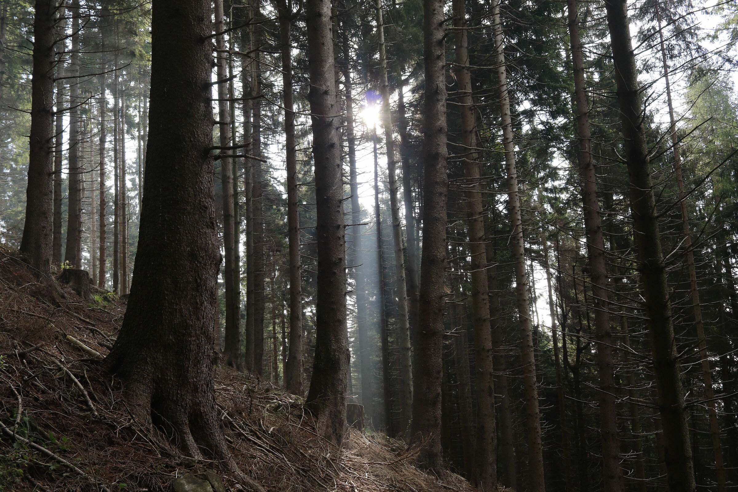 sunbathing in the middle of the woods 9/09/2020