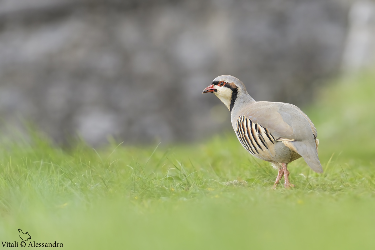 Coturnice Orientale....