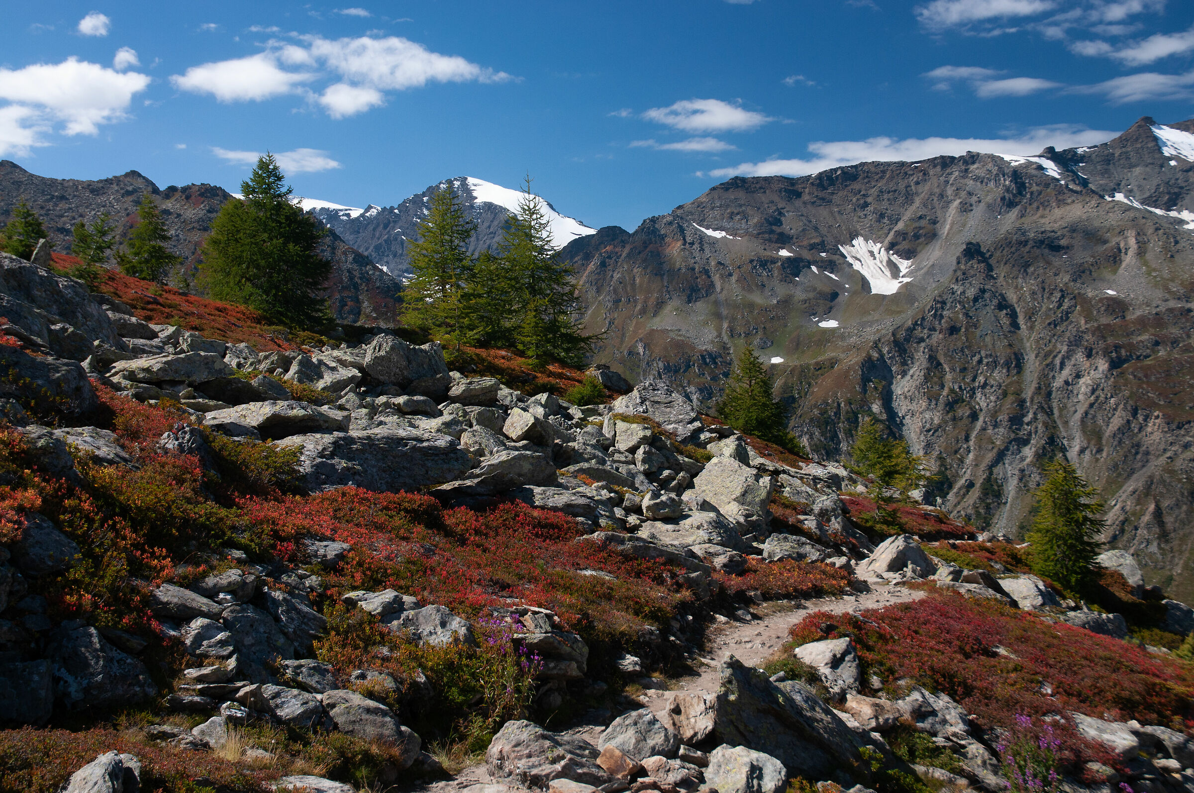 Walking among the blueberries