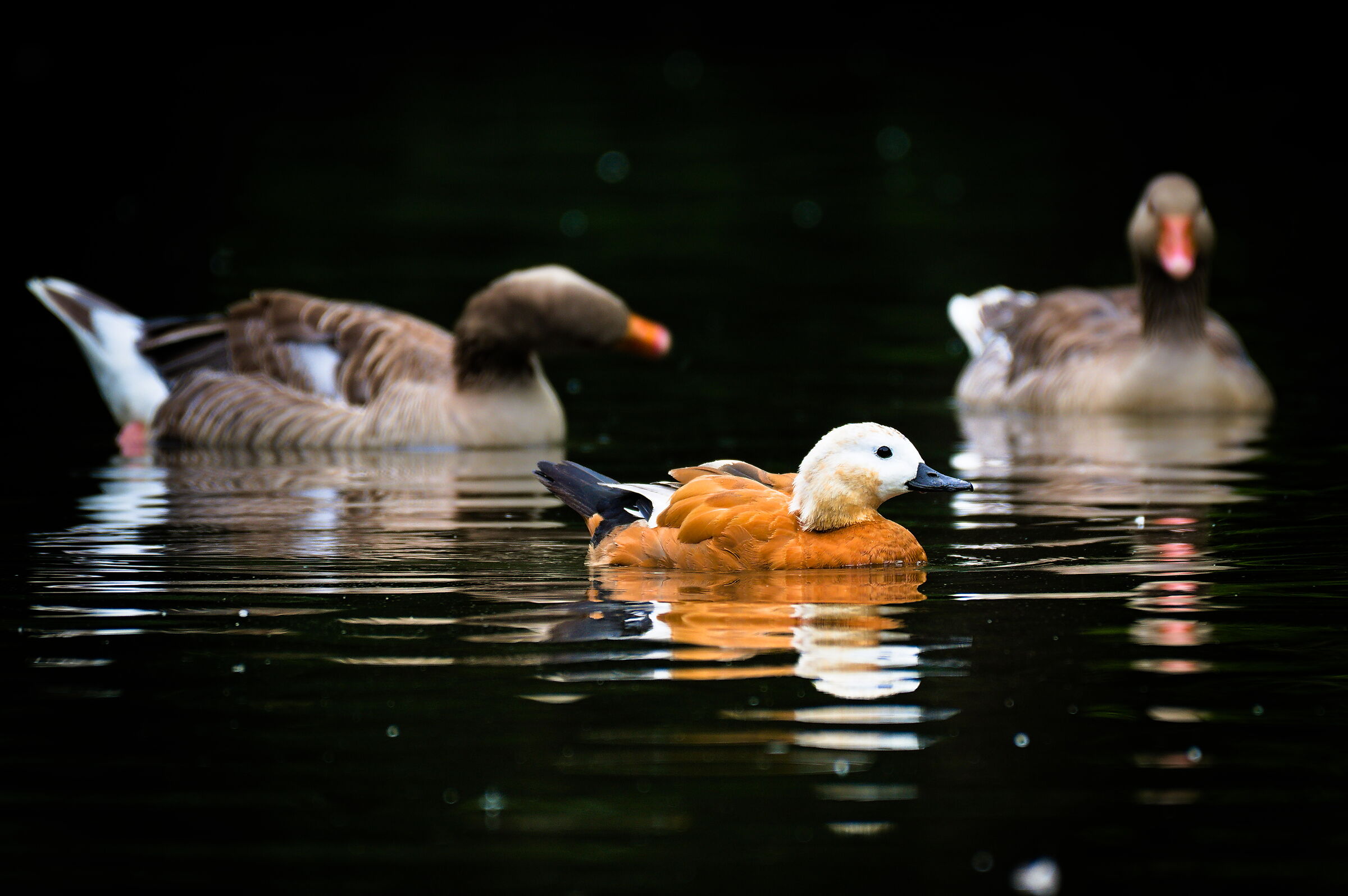 Tenuto a vista il piccolino