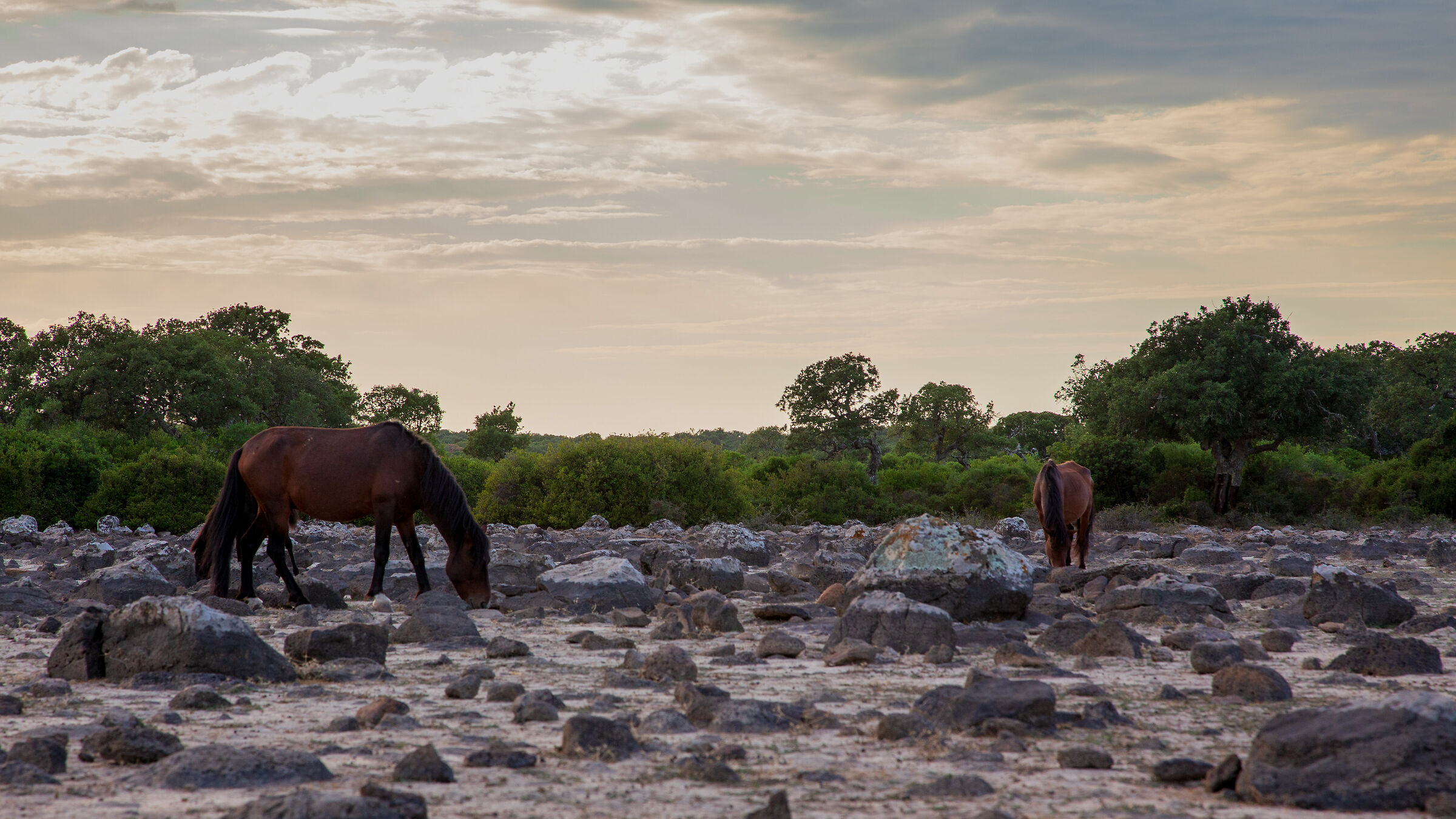 Horses of the Giara of Gesturi