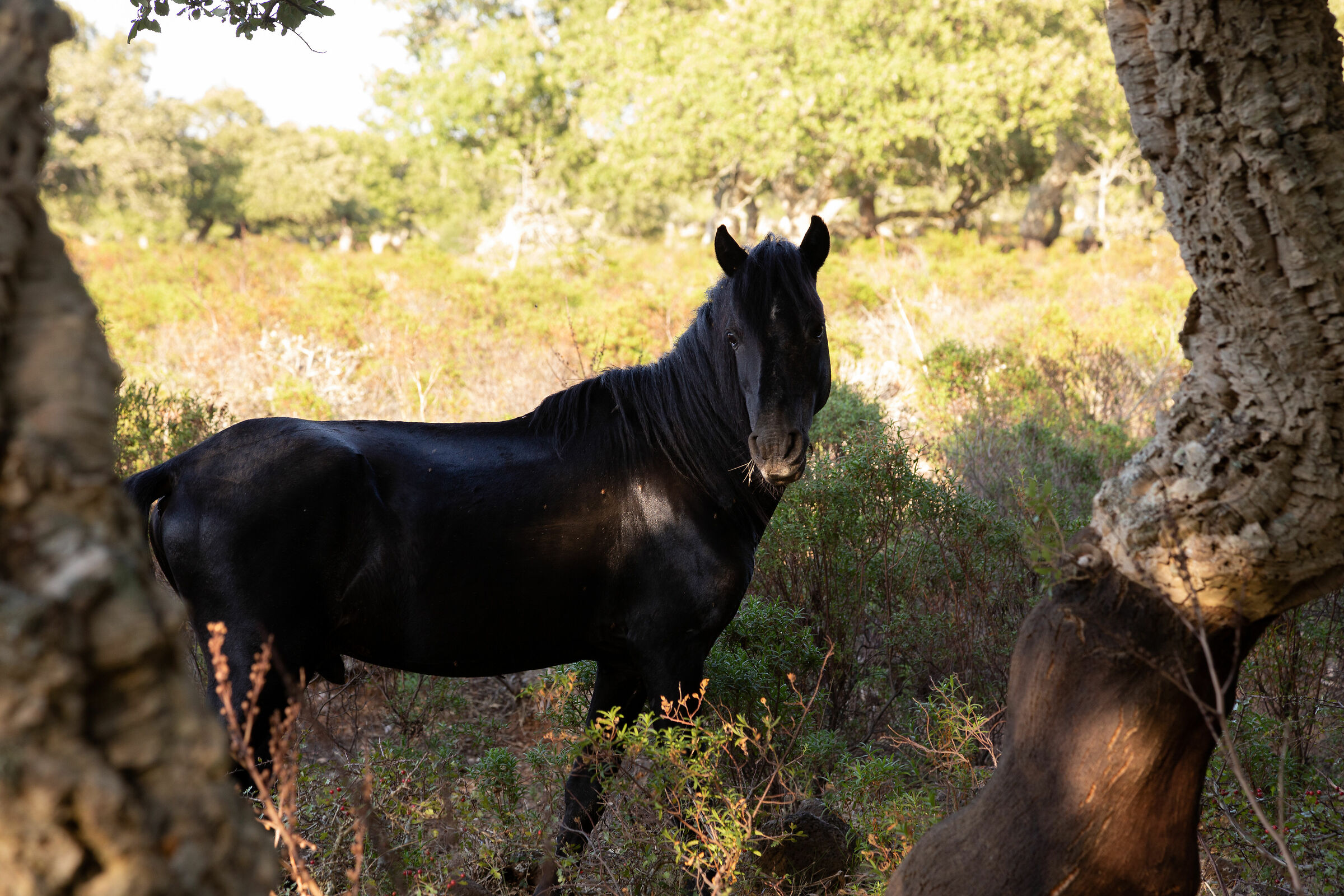 Gesturi's Jar Horses 2