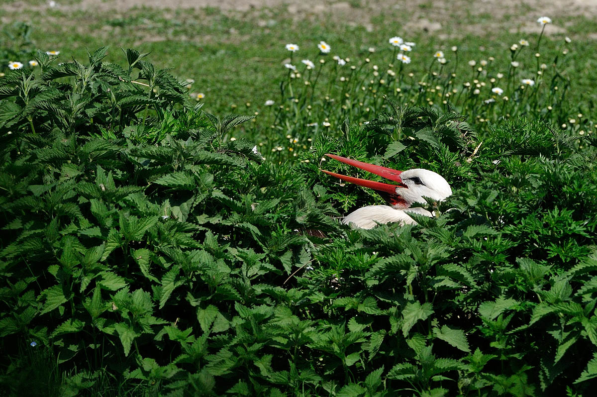 Stork Center Racconigi