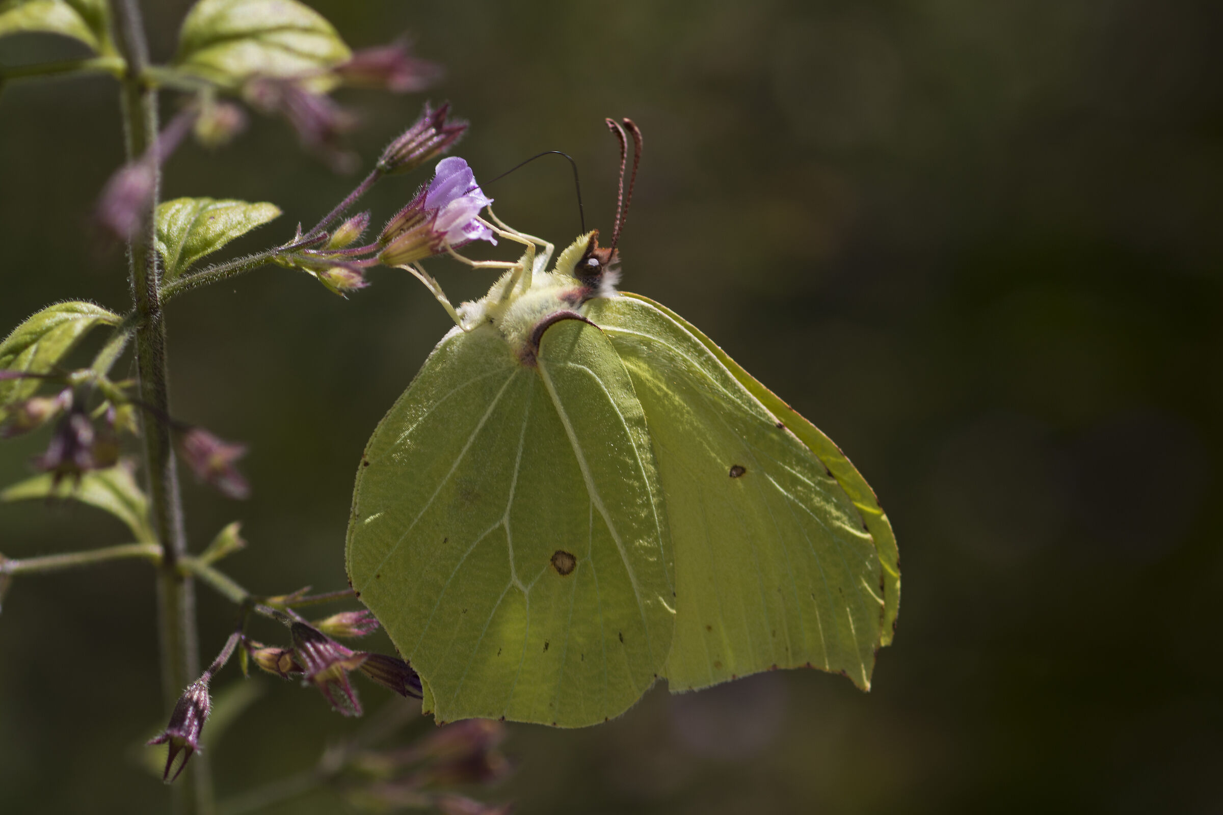 Cedar (Gonepteryx rhamni)