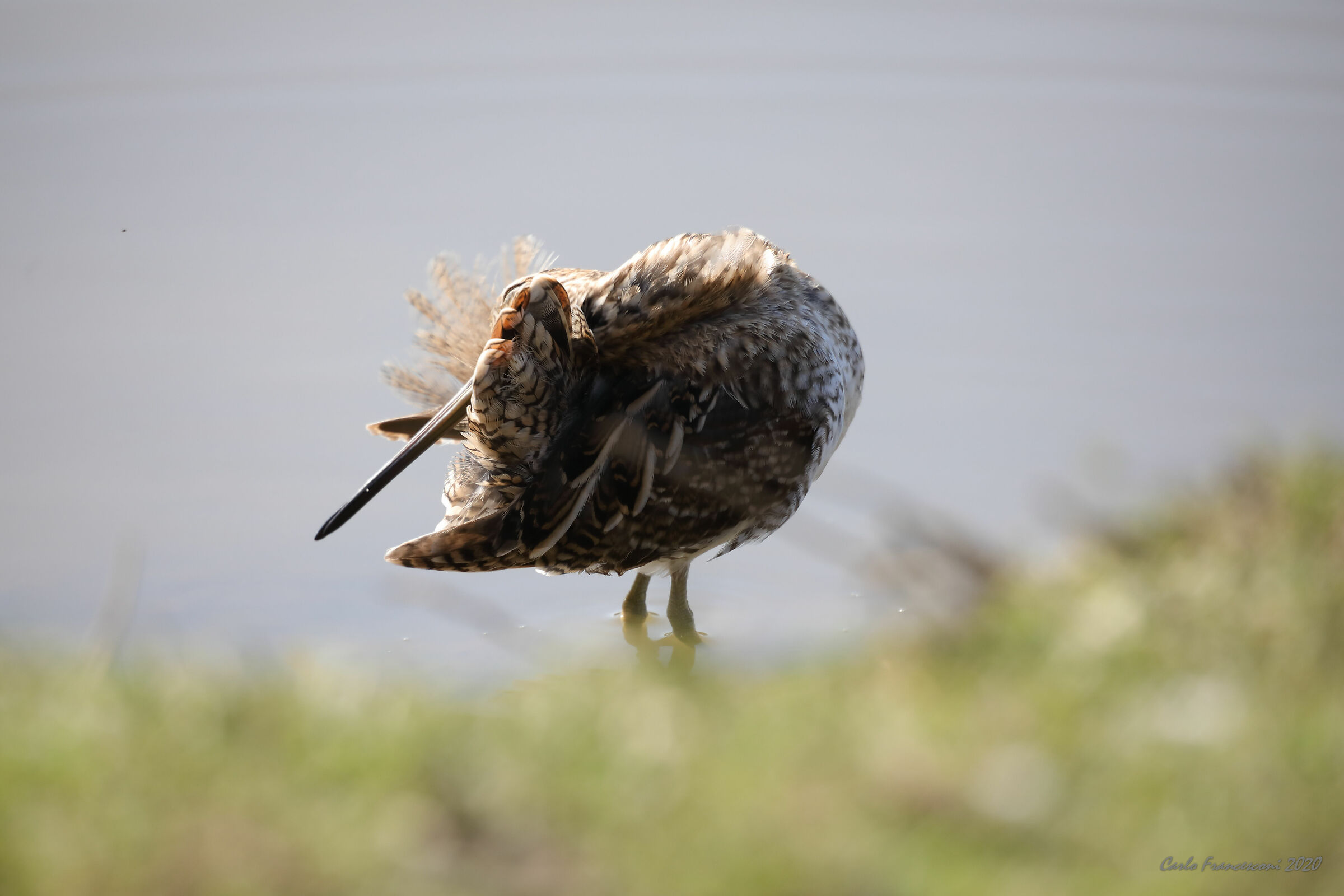 Beccaccino: pulizie di stagione