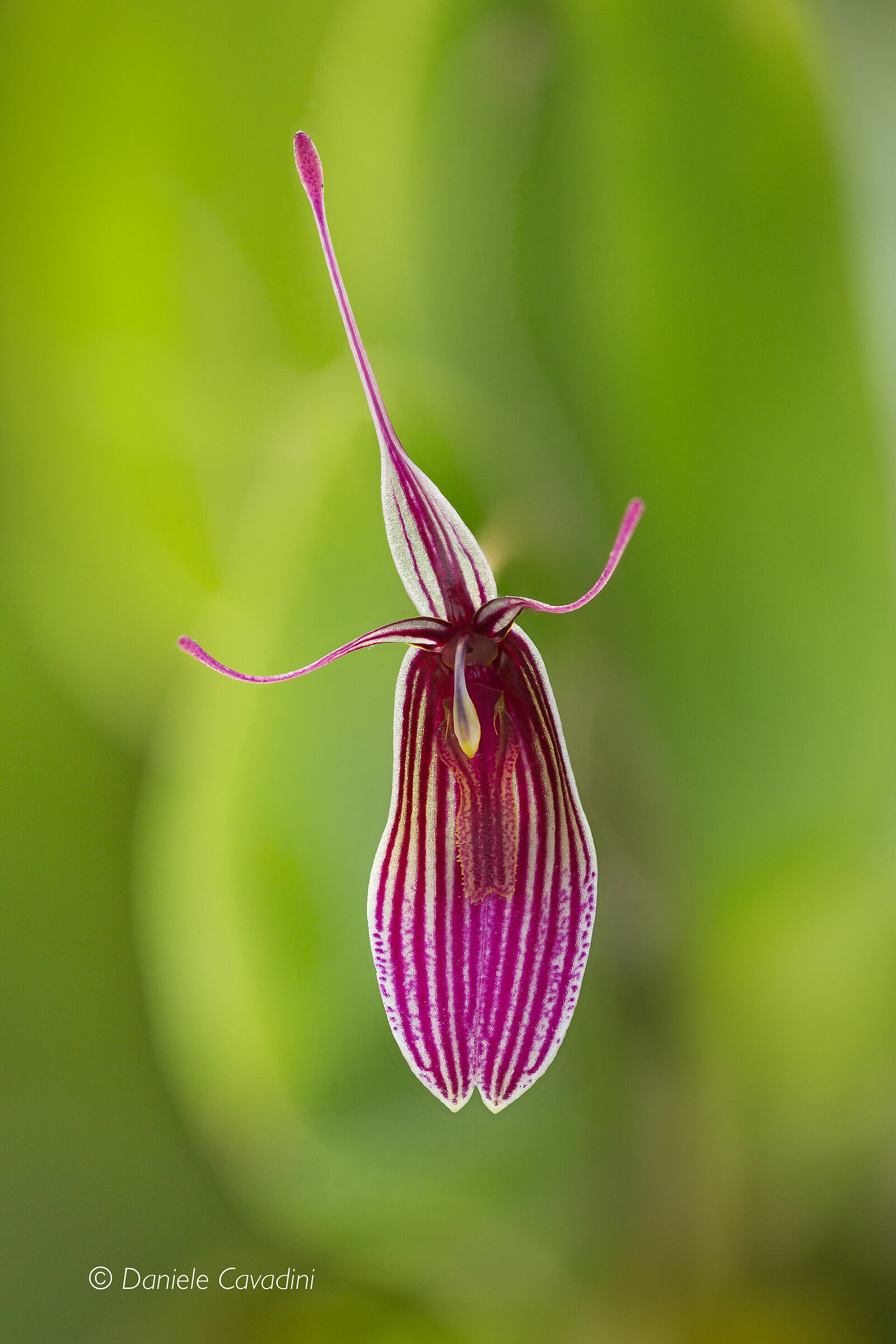Restrepia purpurea