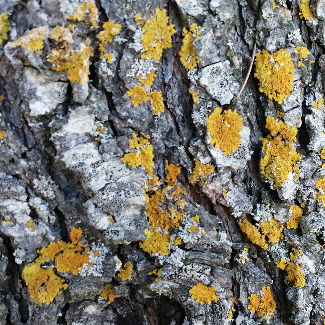 Xanthoria parietina