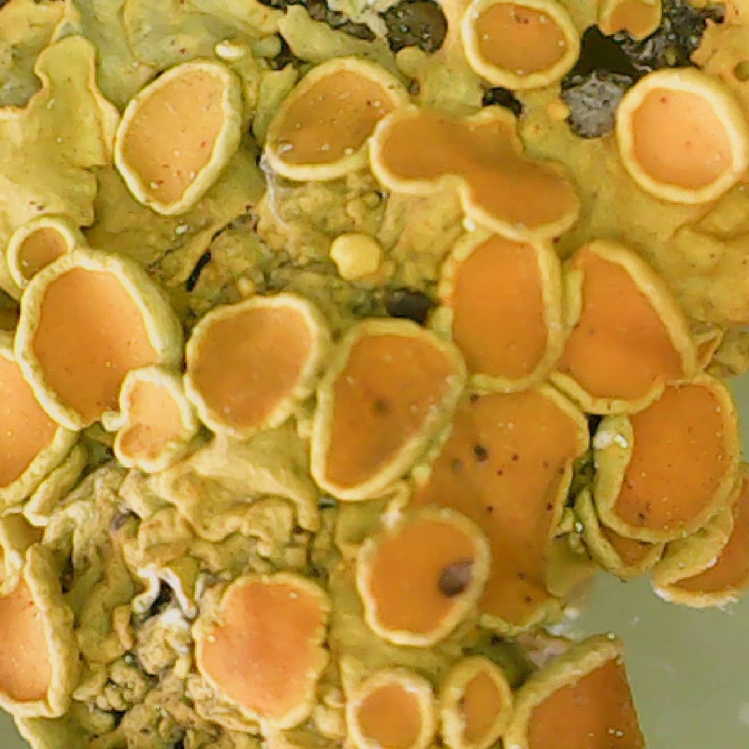 Xanthoria parietina (macro I)