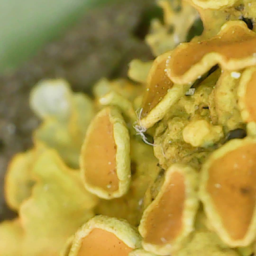 Xanthoria parietina (macro II)