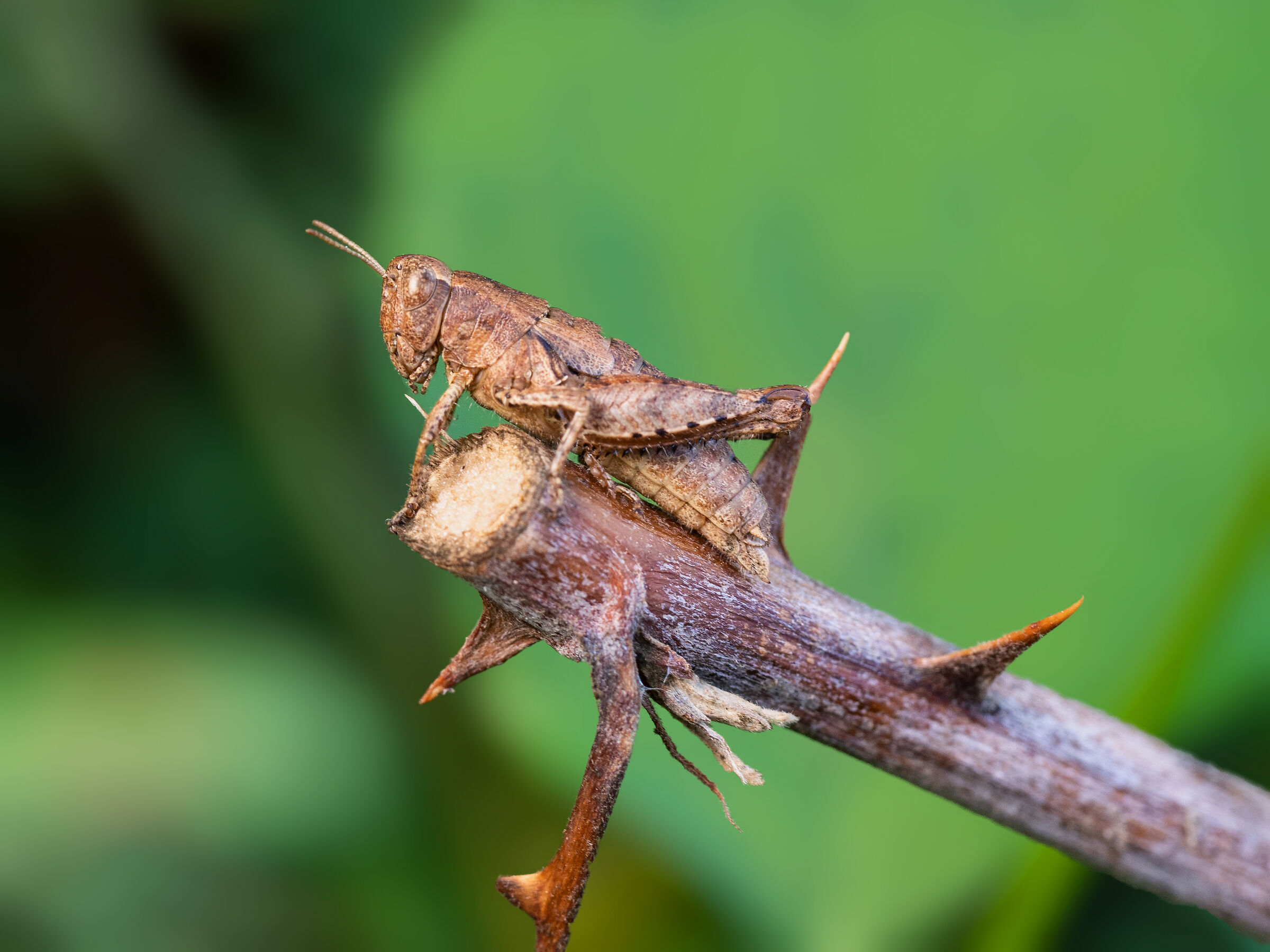 Cavalletta mimetizzata