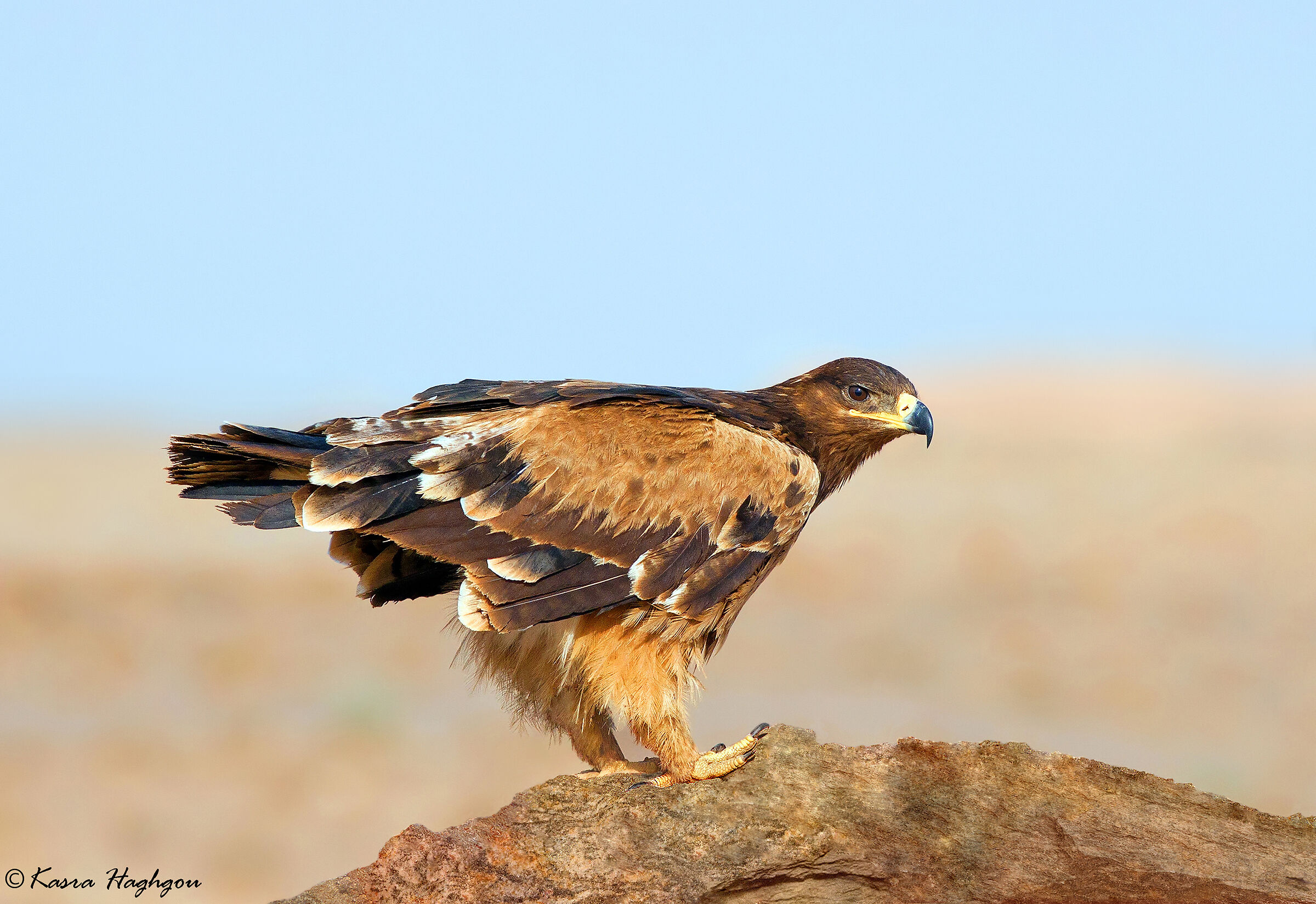 Steppe eagle