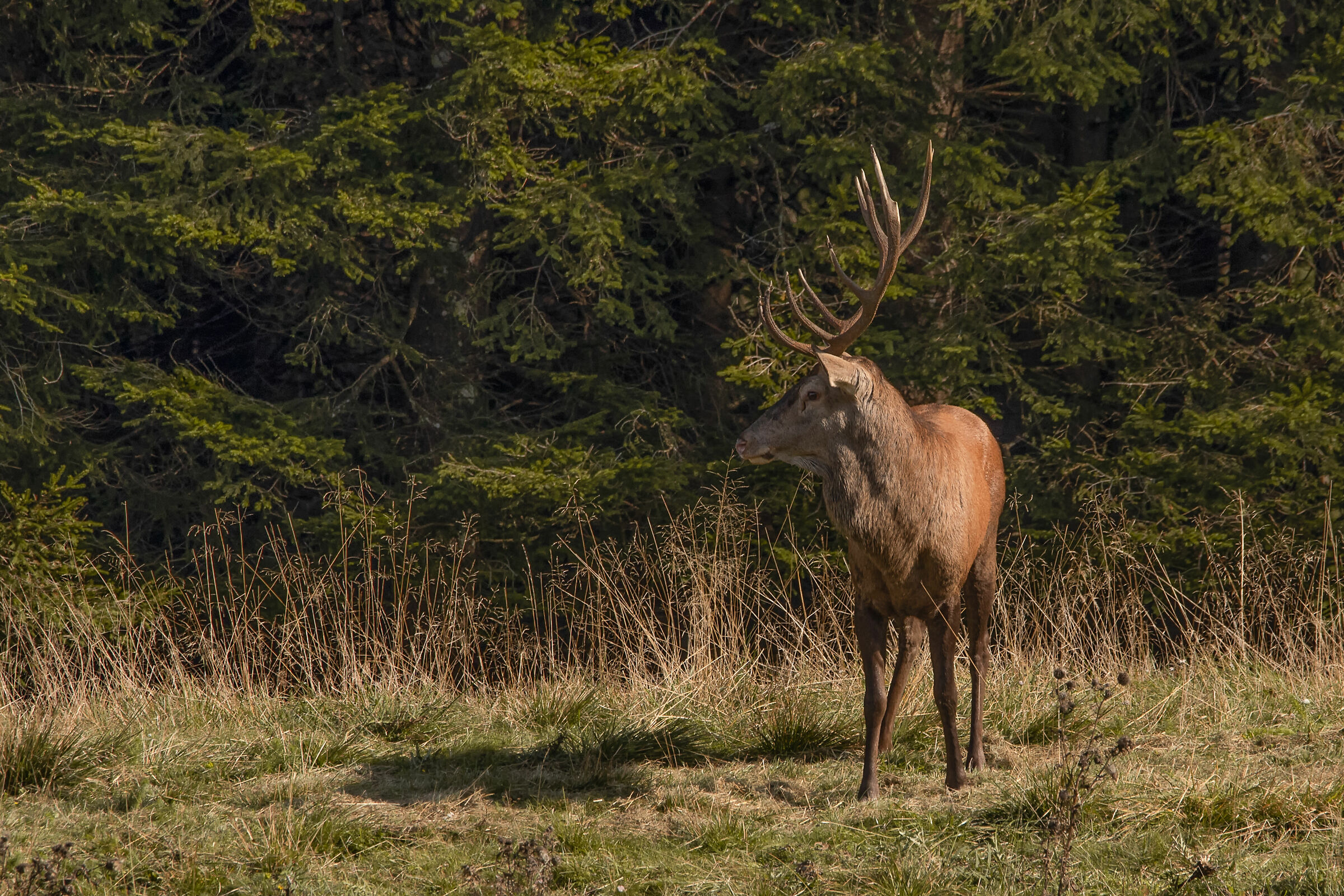 Cervo a caccia di femmine