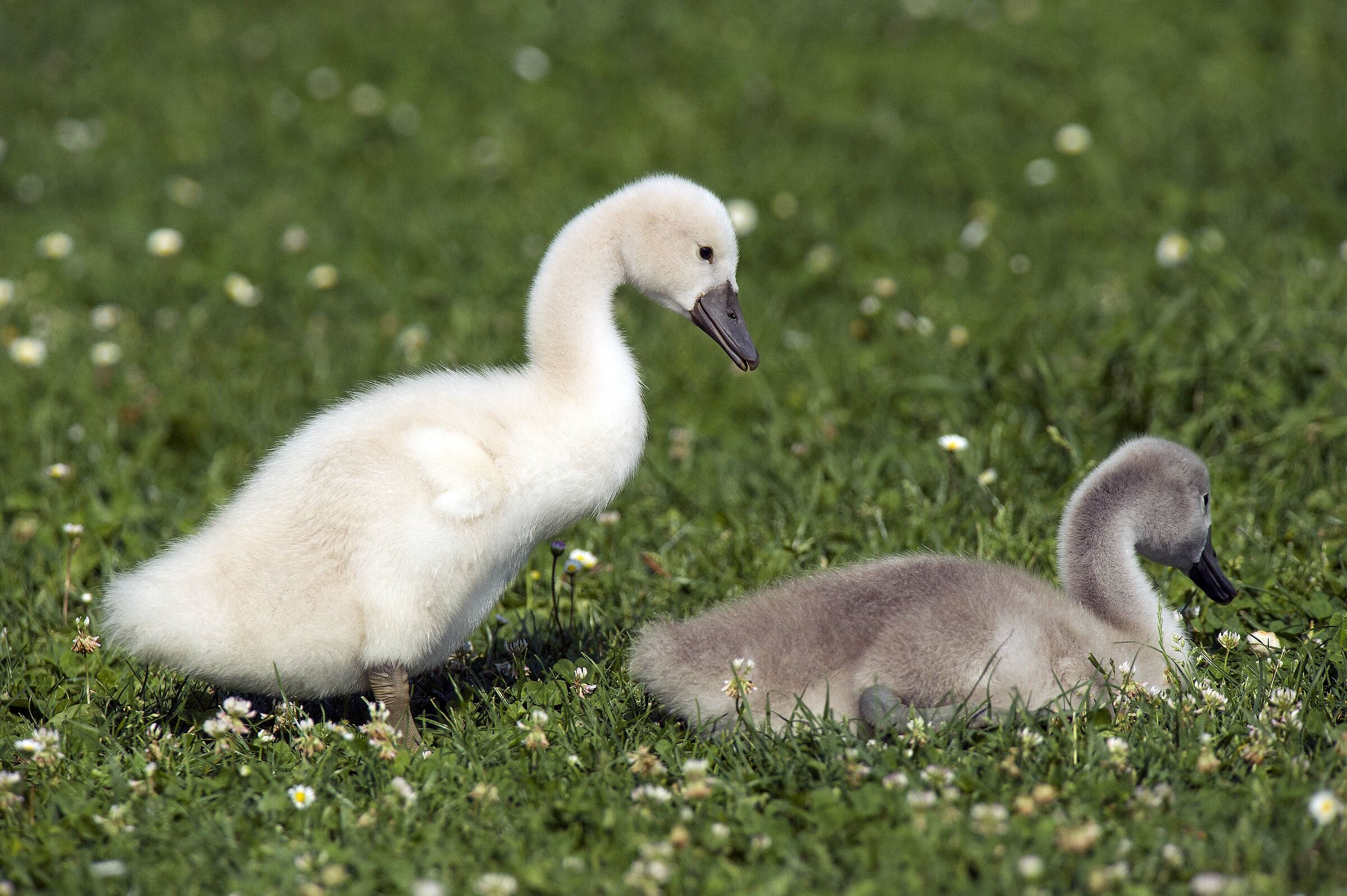 why are you darker than me?