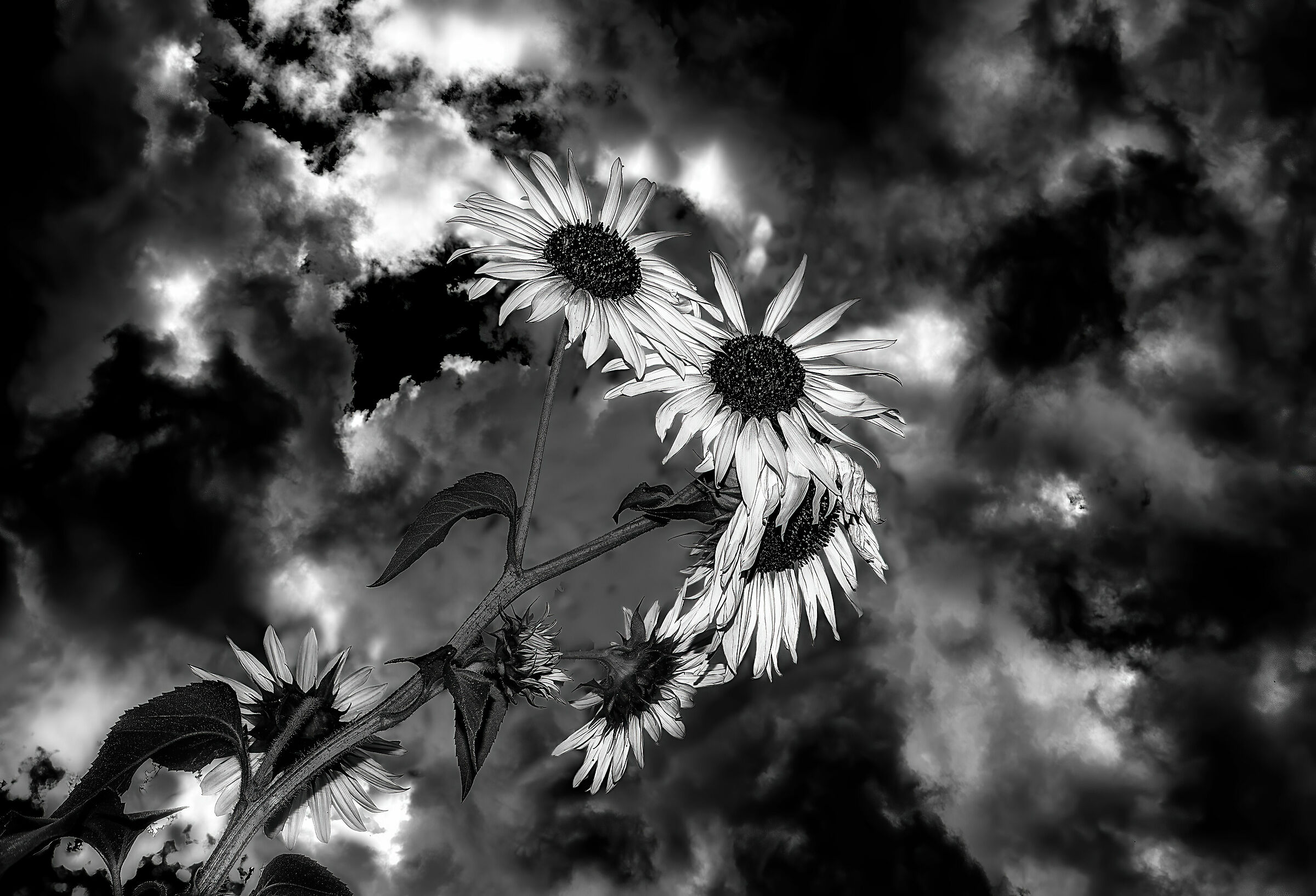 dal basso al cielo ,due scatti