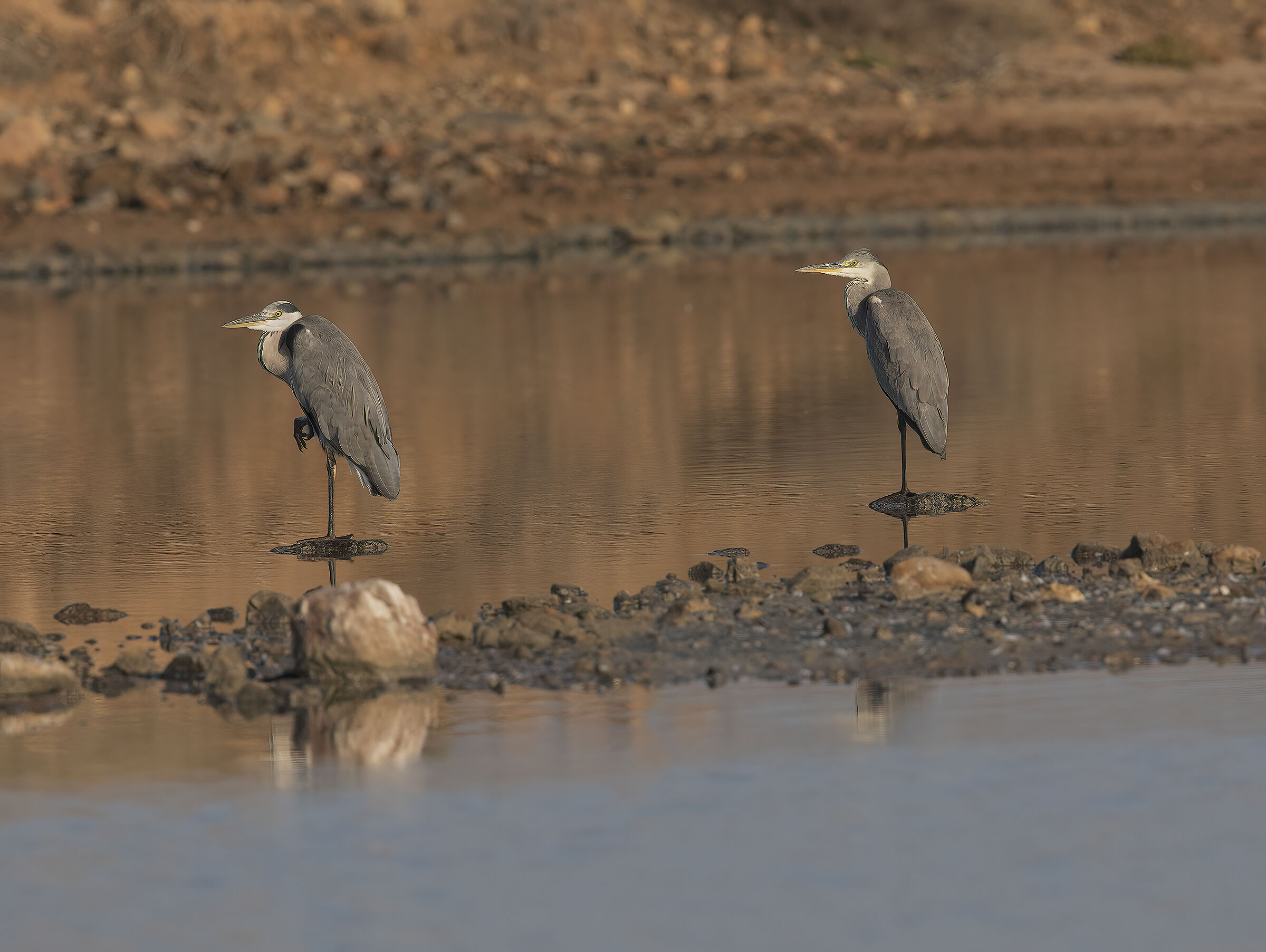 doublet... from the km