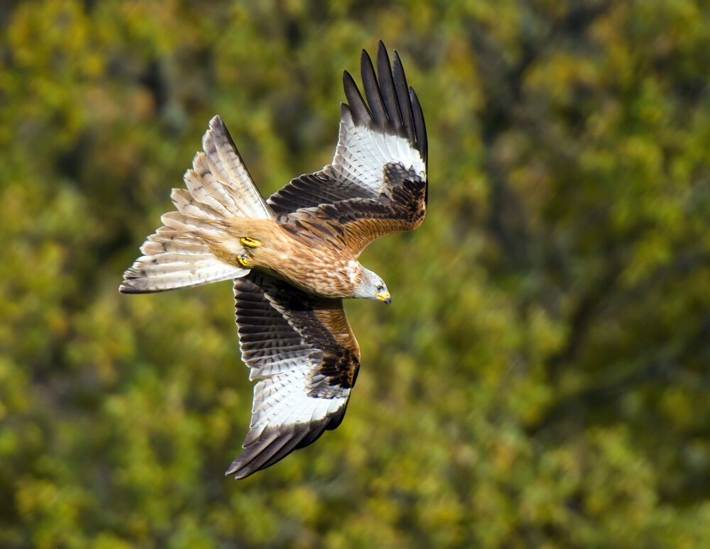 Red Kite