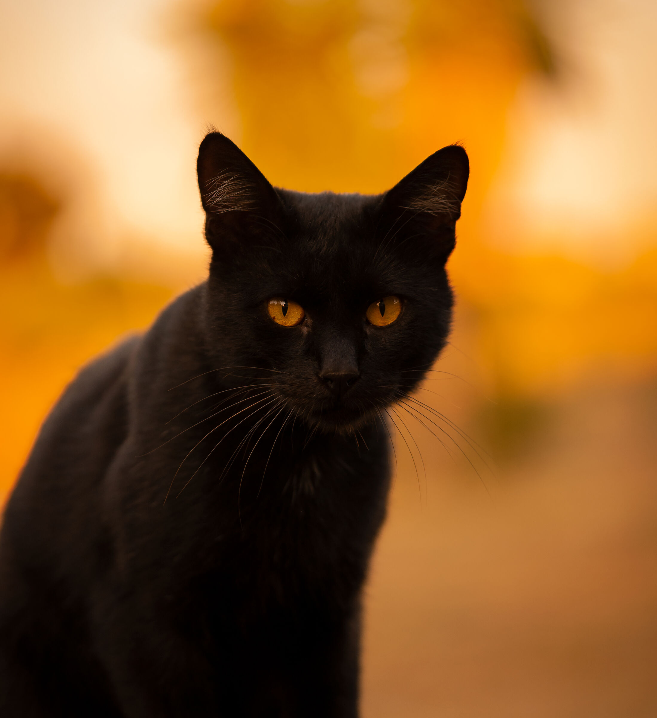 black cat
