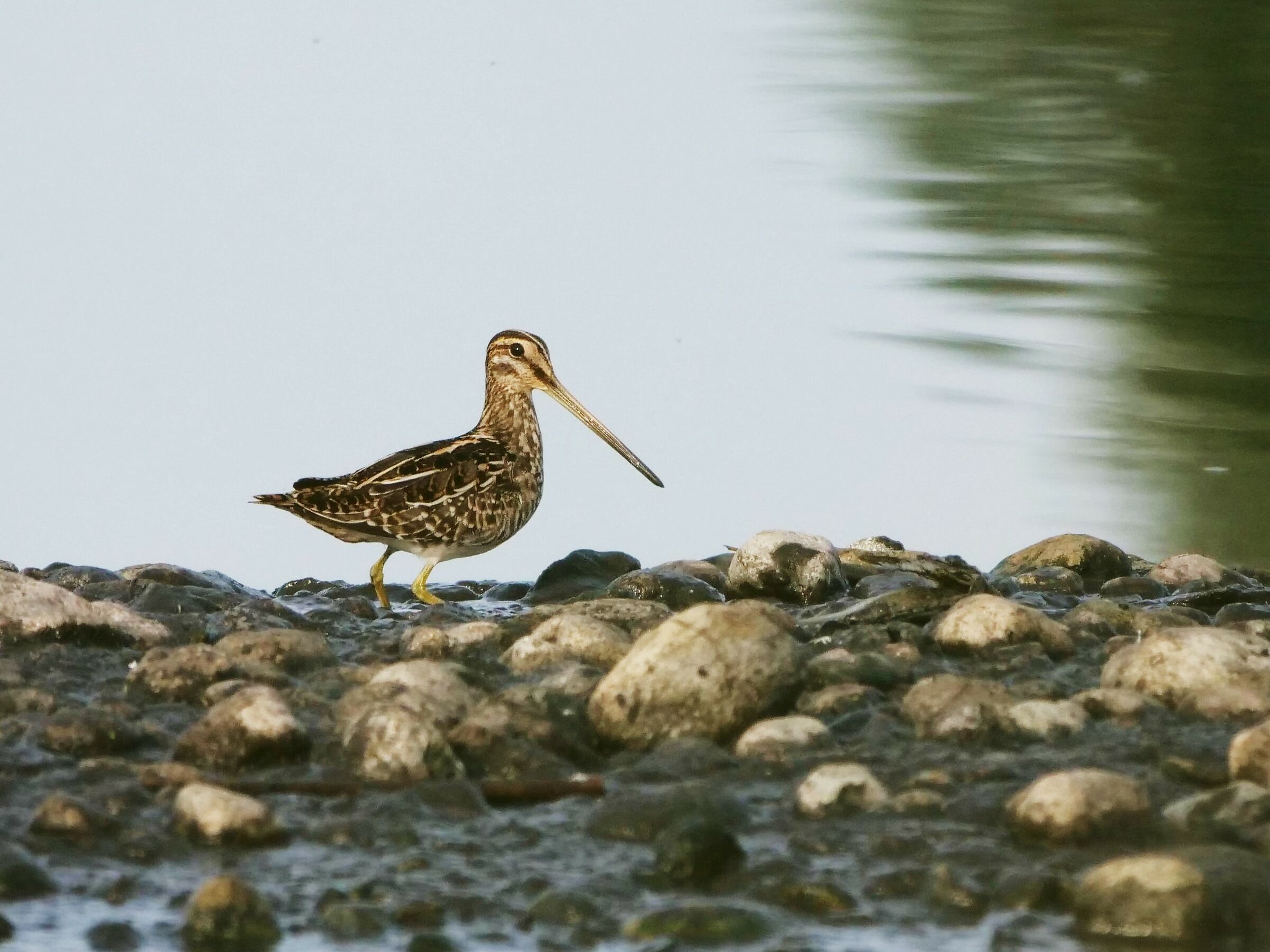 Beccaccino (Gallinago gallinago)