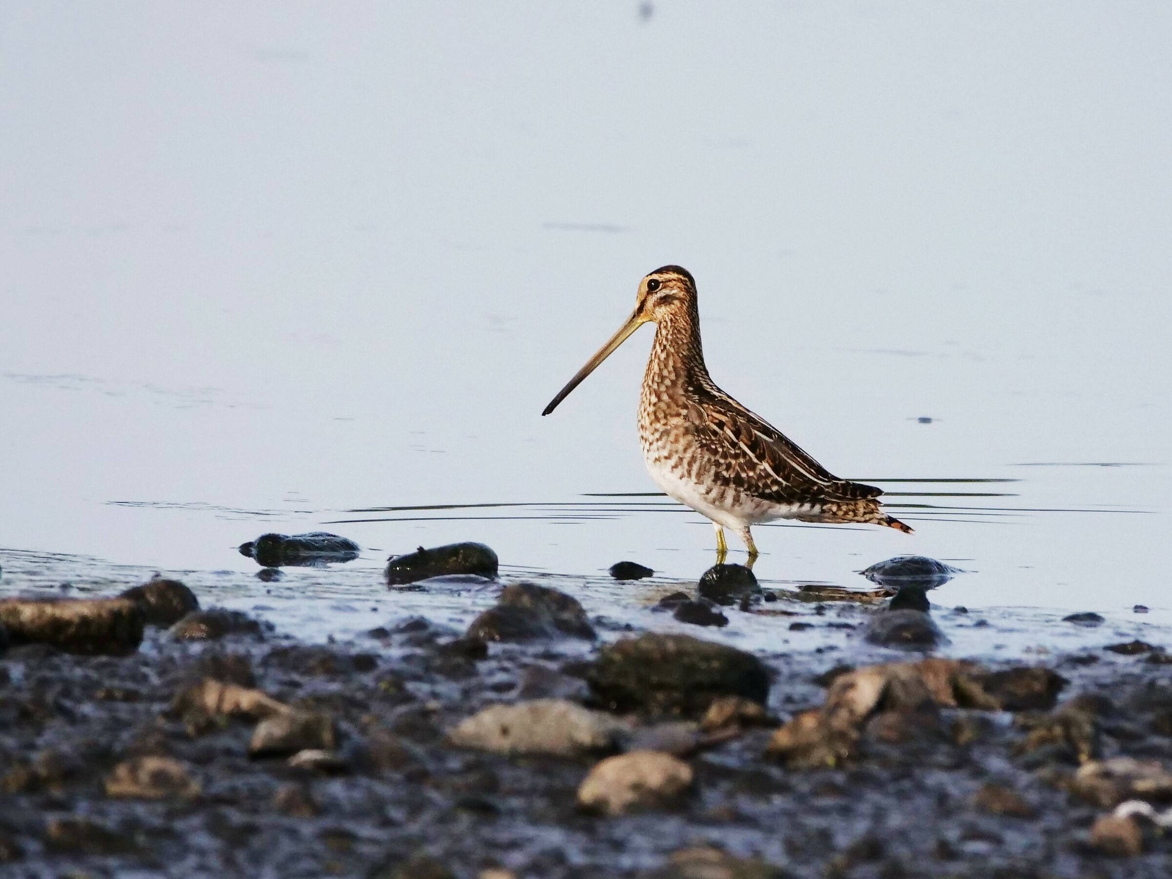 Beccaccino (Gallinago gallinago)