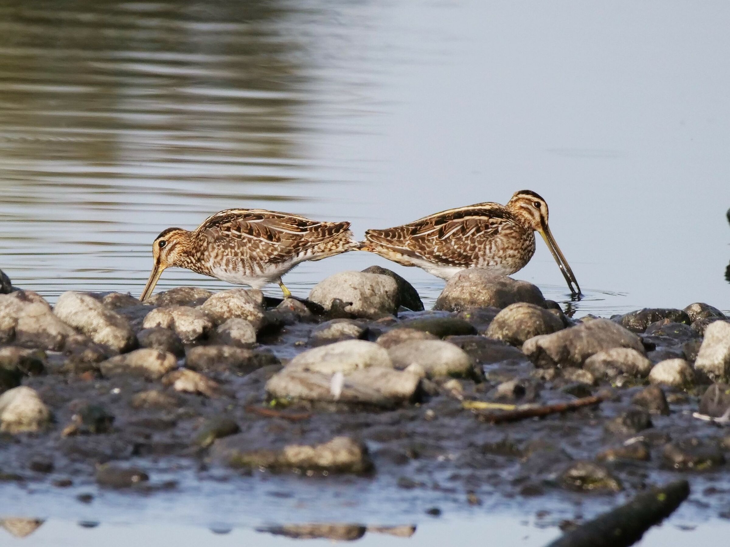 Beccaccino (Gallinago gallinago)
