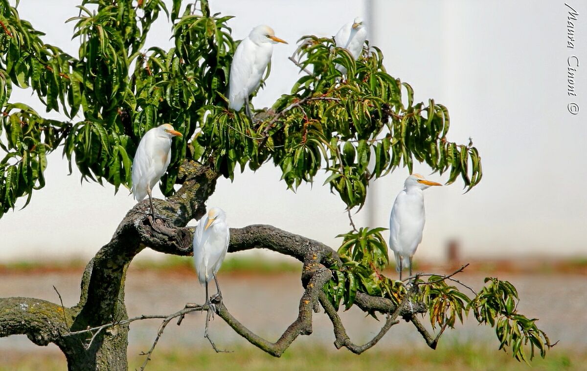 I Guardabuoi e l'Albero