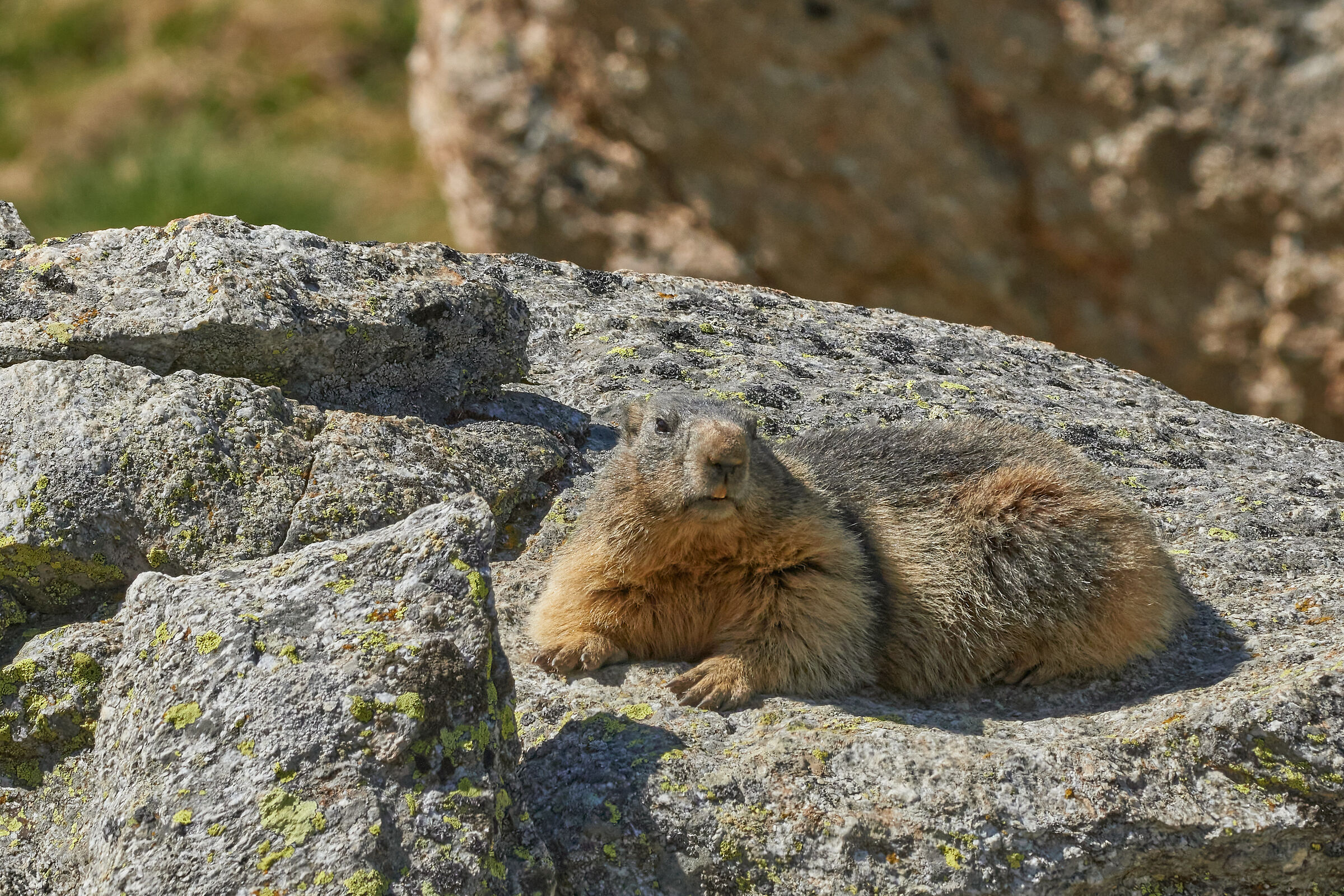 Marmot in the Great Paradise
