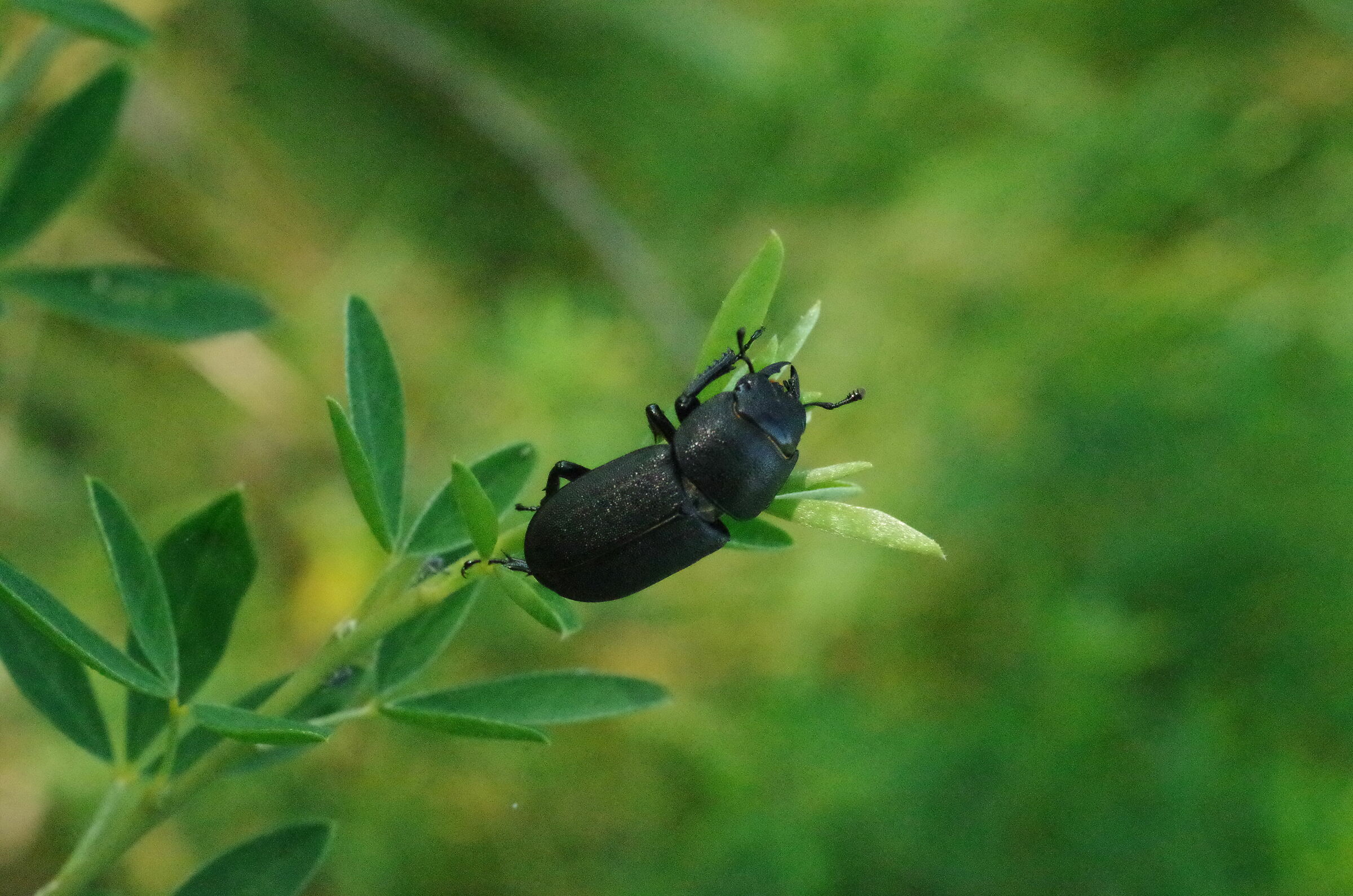 Dorcus_parallelopipedus