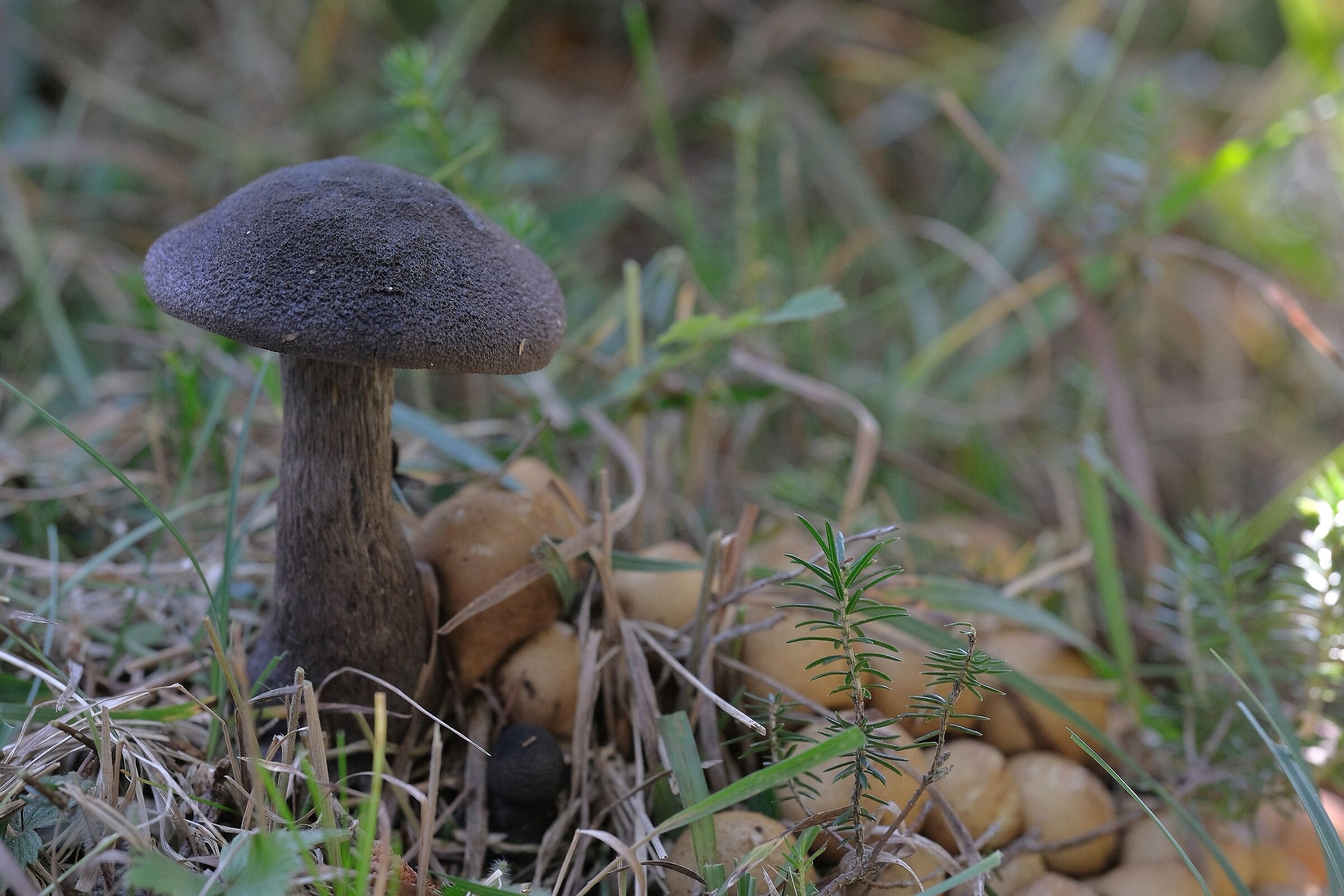 Fungo nero e famigliola gialla