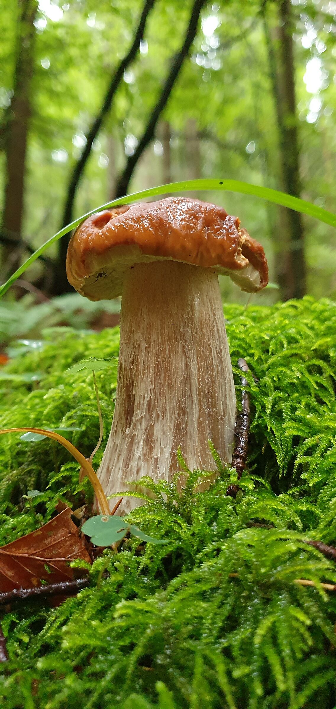 Porcino Altopiano di Asiago