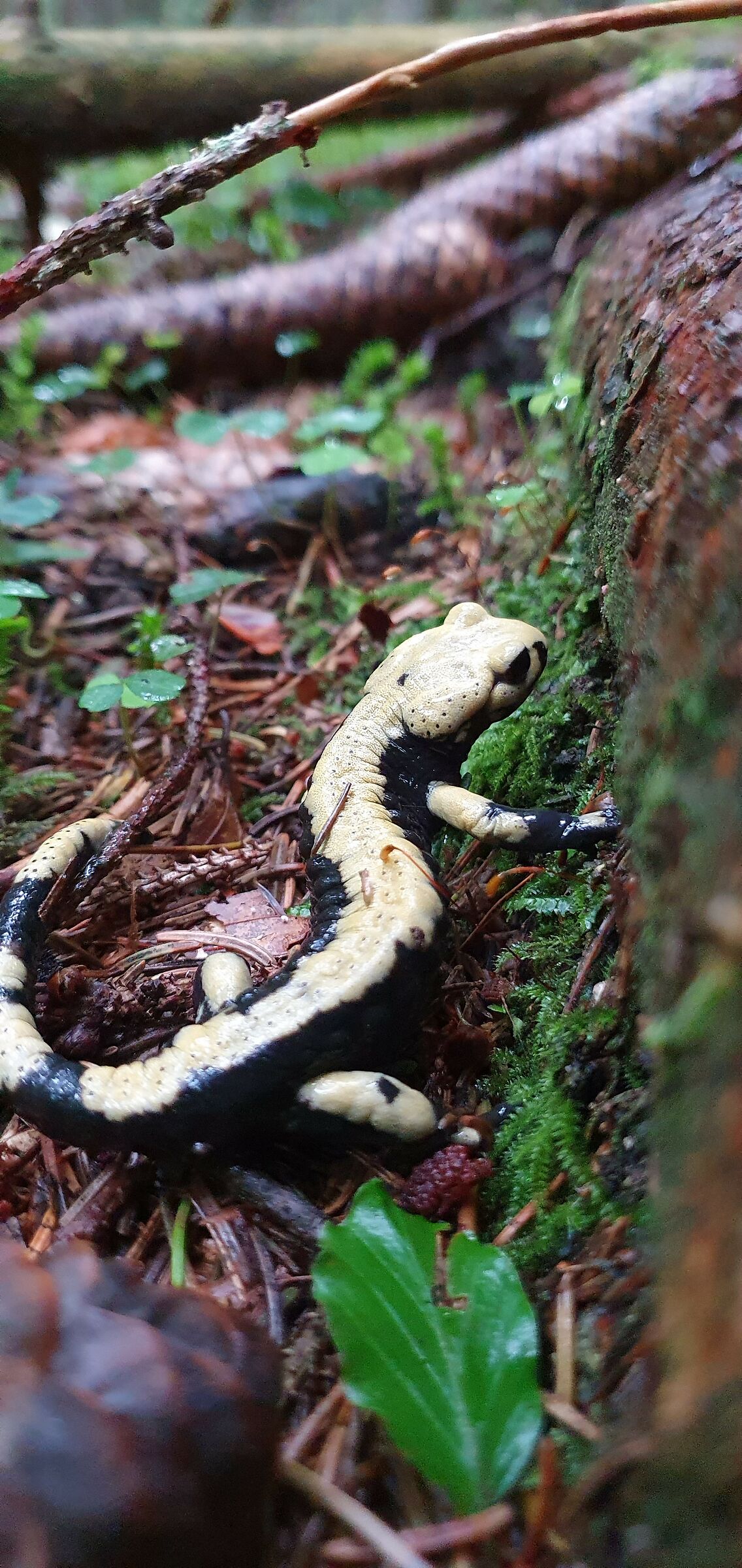 Salamandra Aurora