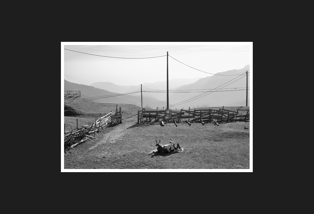 cavallo pezzato sul colle del melogno, 2015