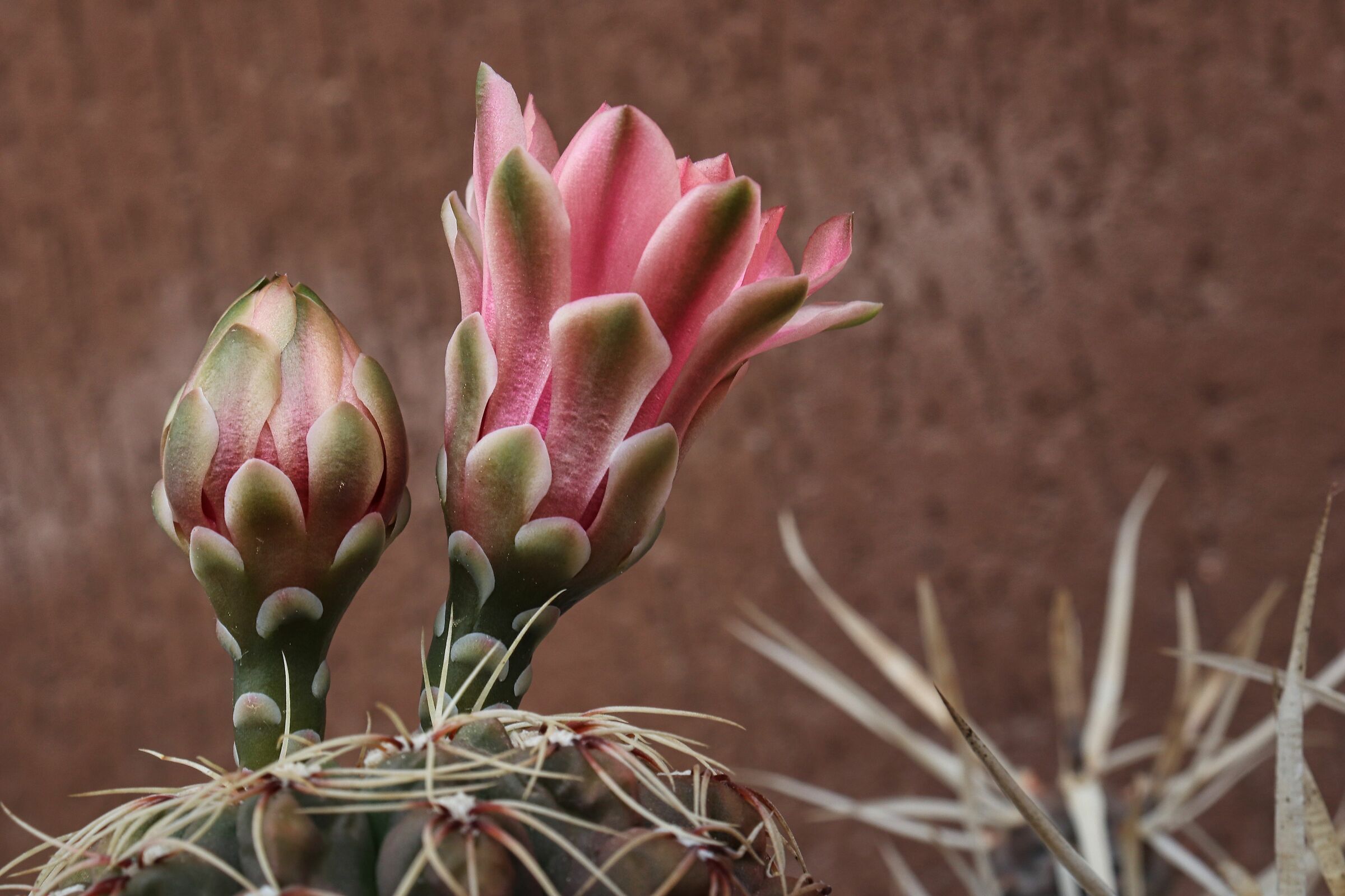 cactus flower