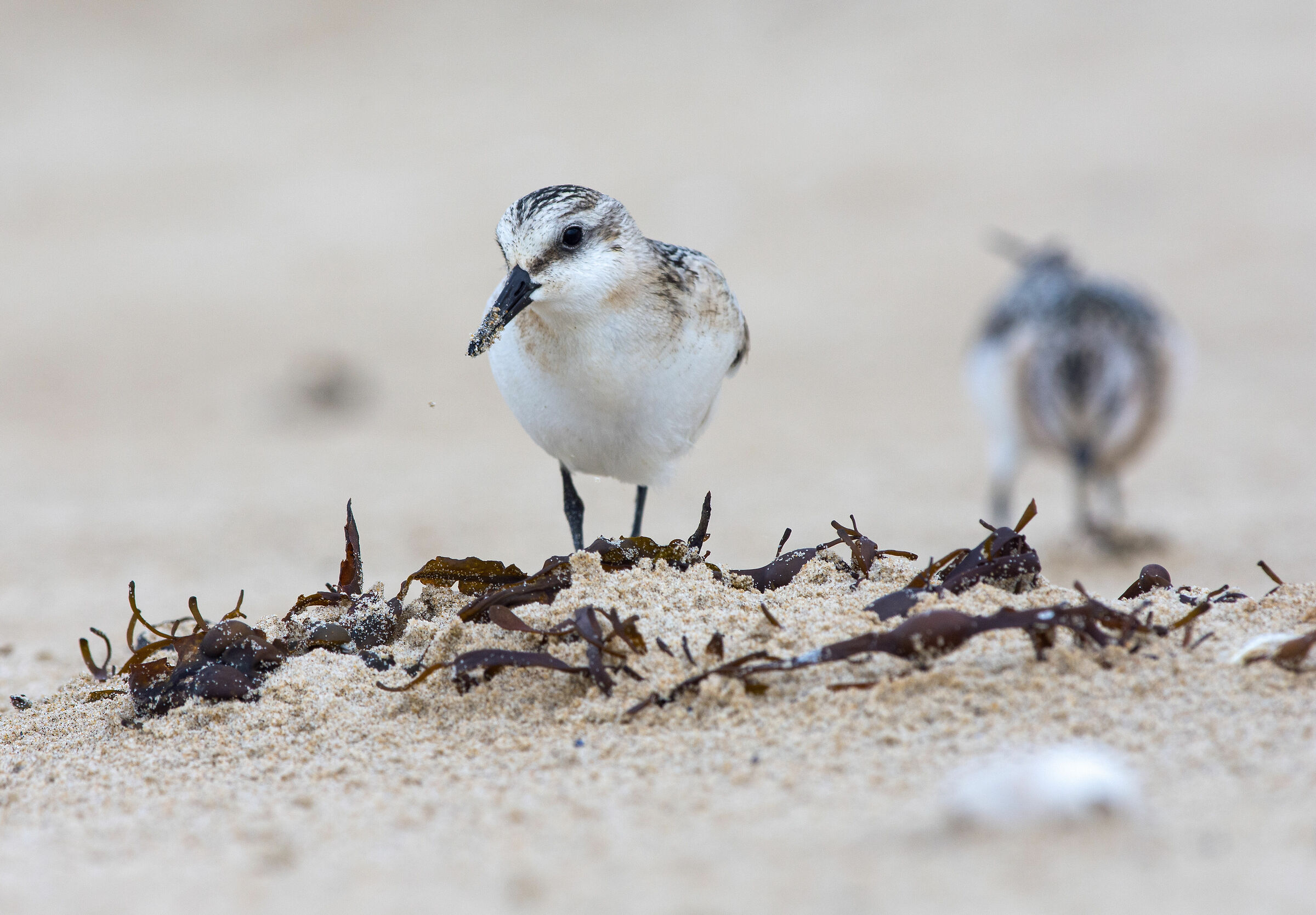 Sanderling