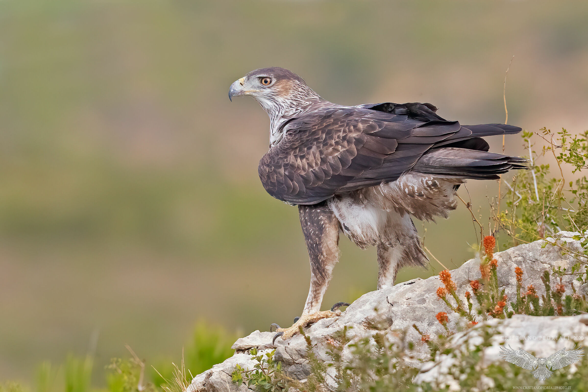 Aquila del Bonelli