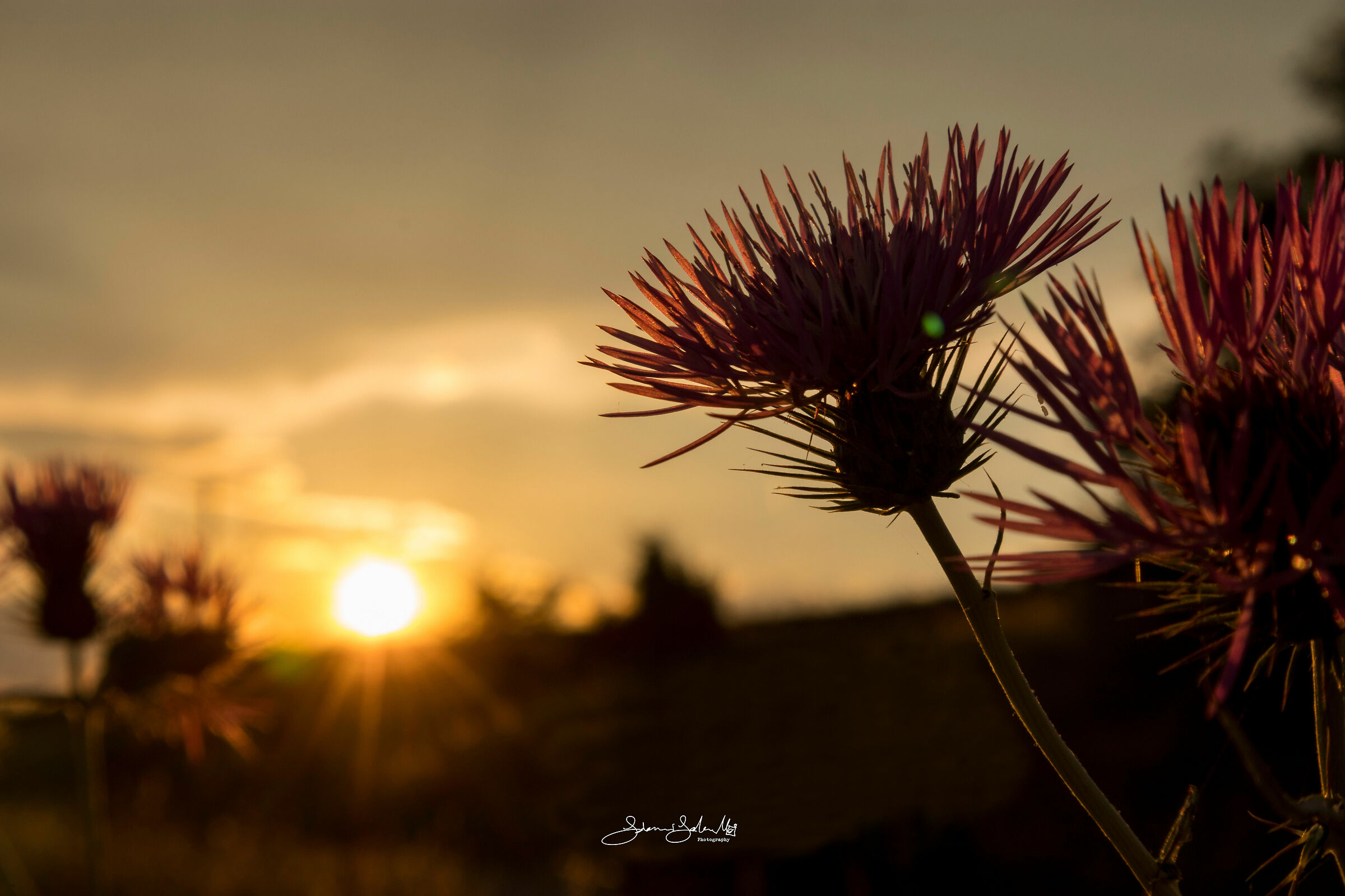 Thistle at sunset (Carduus, Linnaeus, 1753)