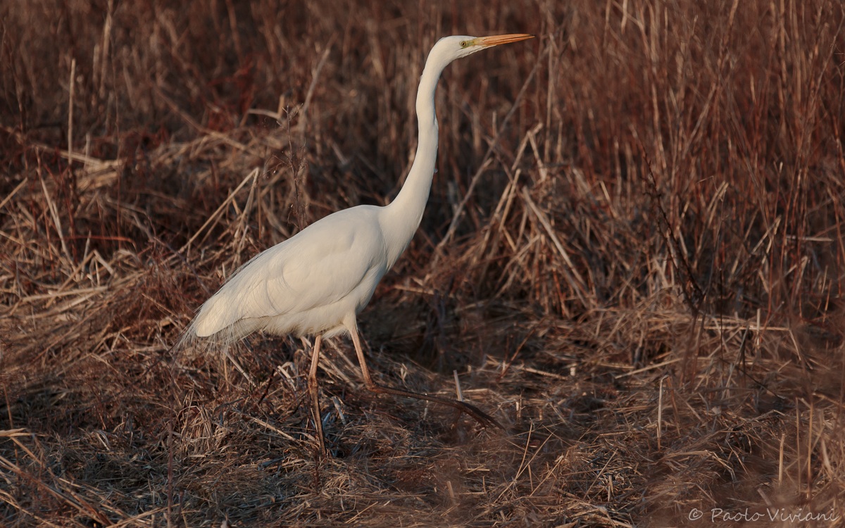 Heron at sunset