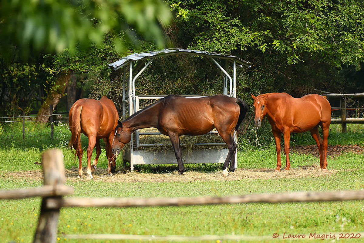 The Three Musketeers