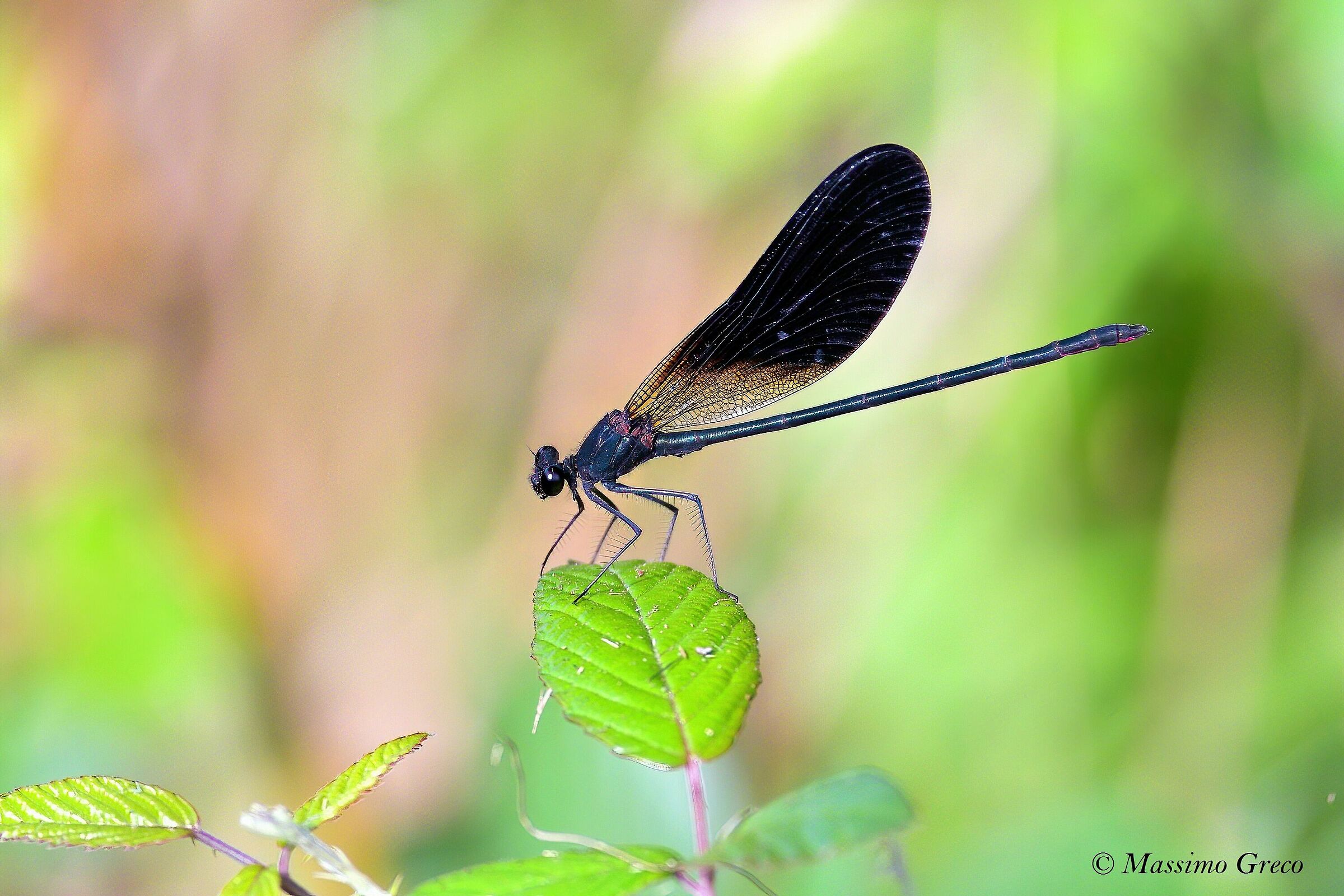 Calopteryx haemorroidalis
