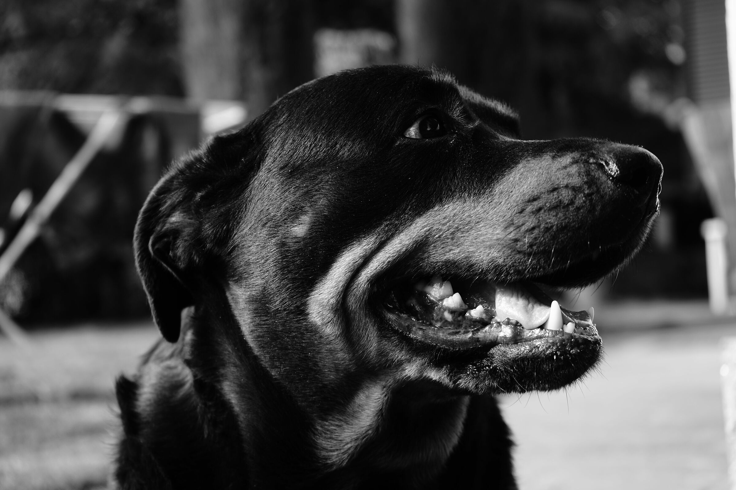 Dolcezza di un rottweiler