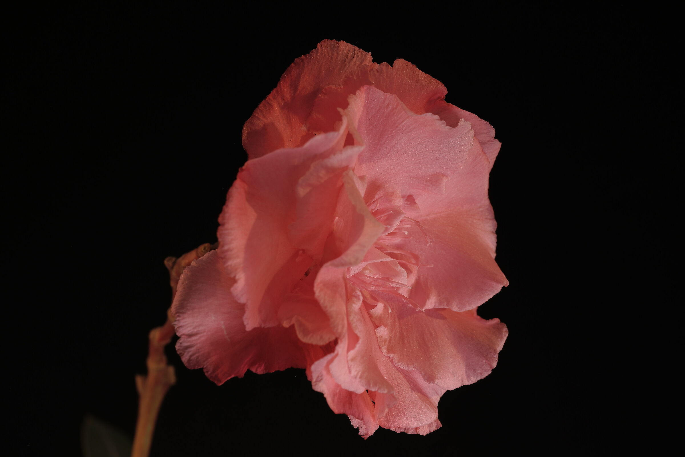 Oleander